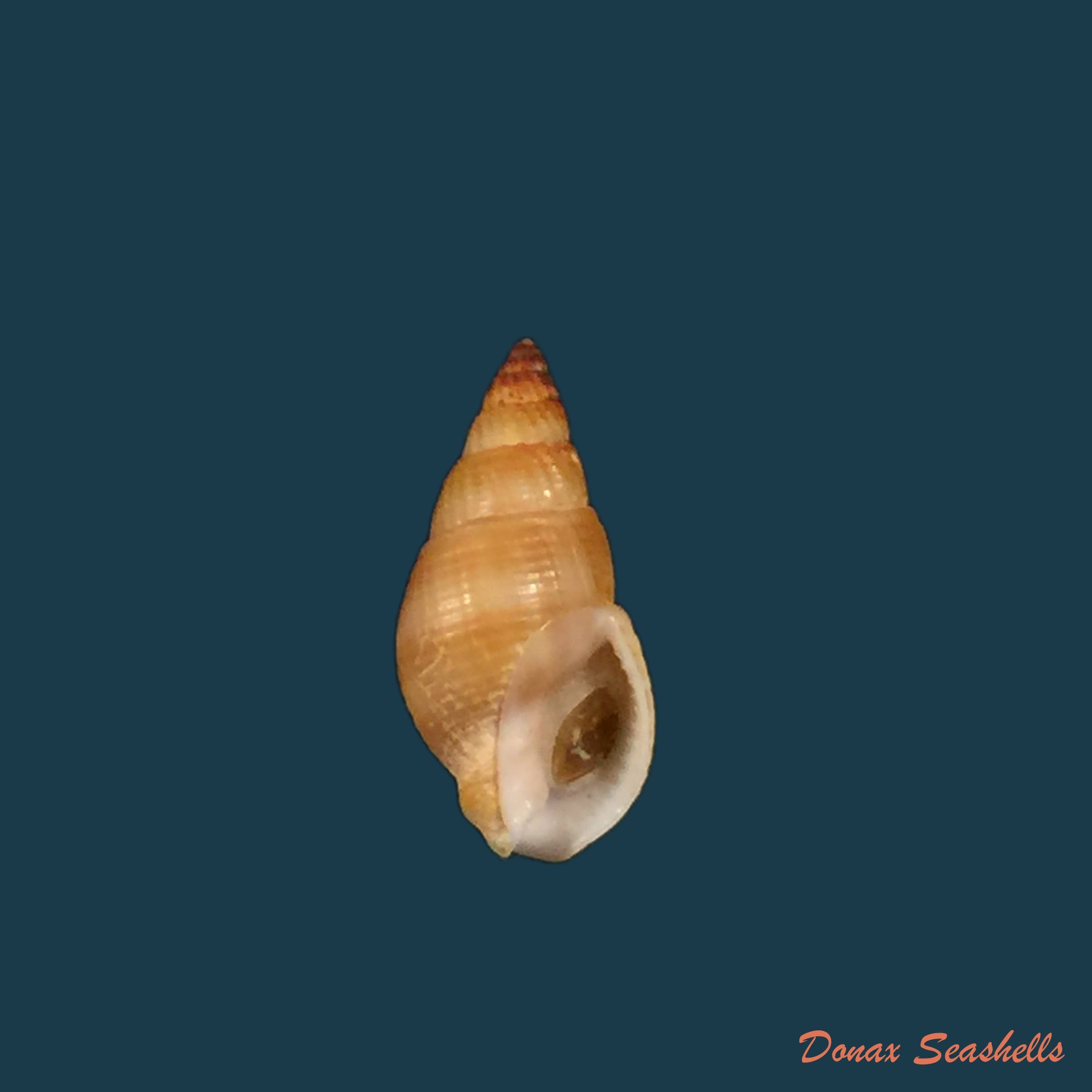 copia-de-tritia-ovoidea-locard-1886-18-2mm