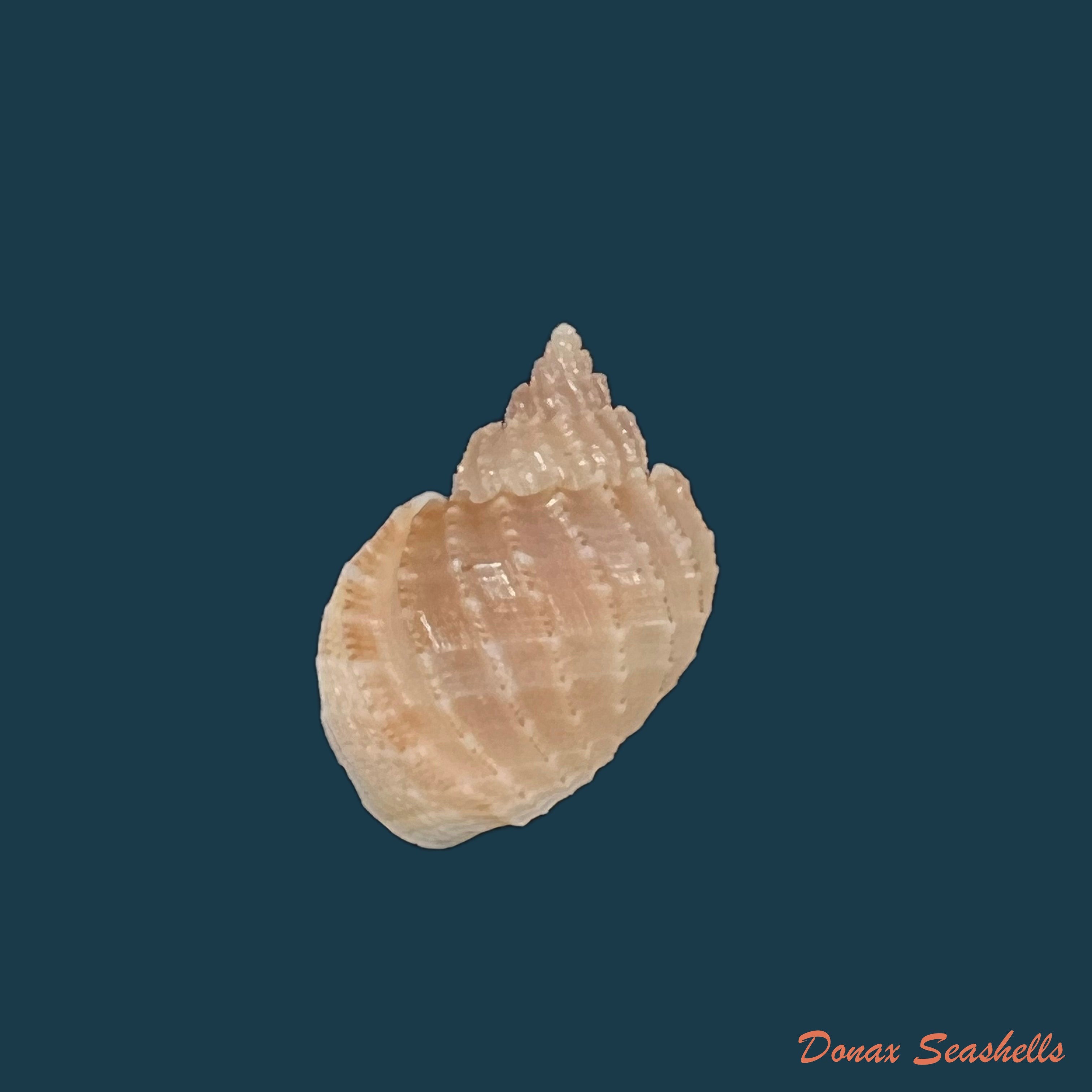 copia-de-tritonoharpa-leali-harasewych-petit-verhecken-1992-15-8mm