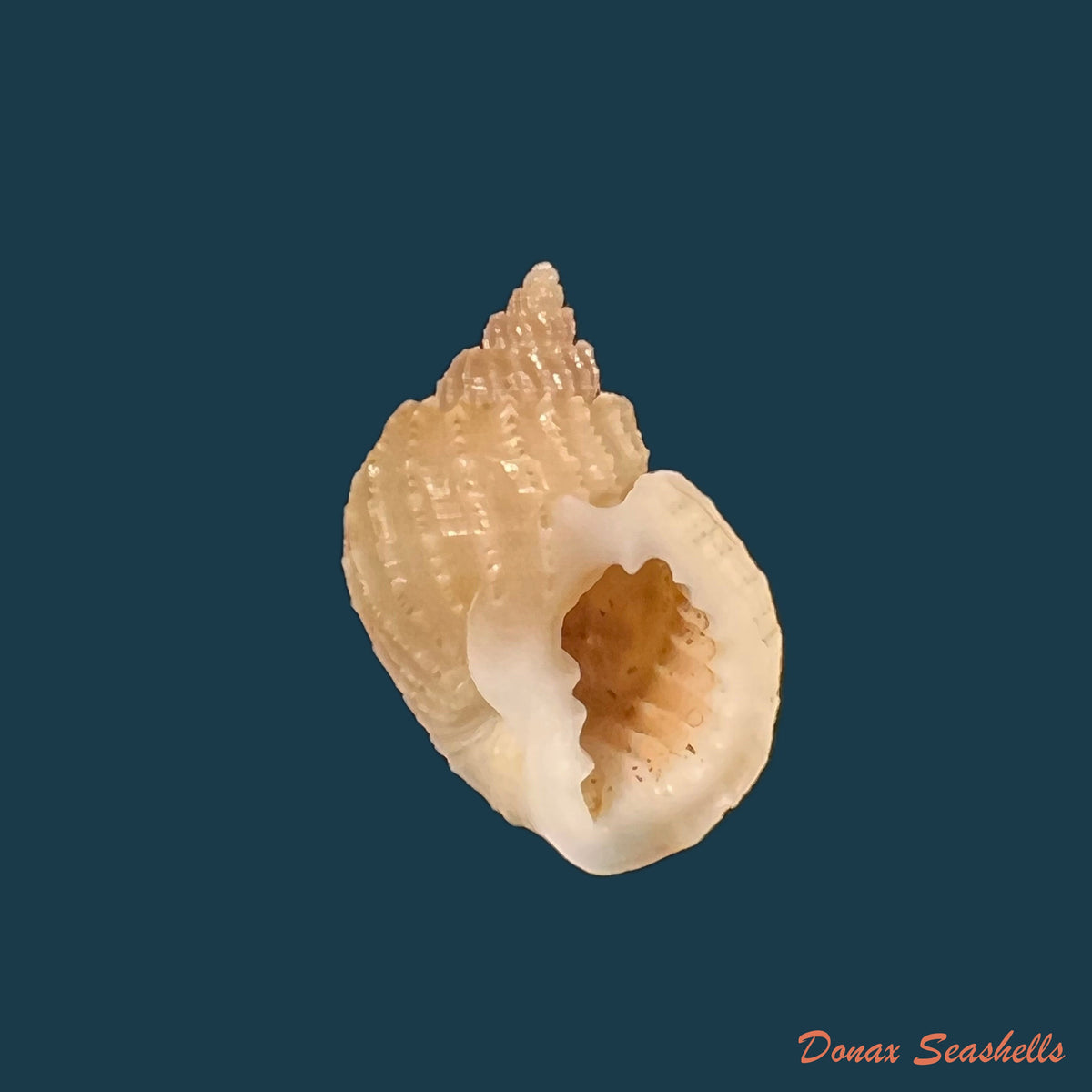 copia-de-tritonoharpa-leali-harasewych-petit-verhecken-1992-15-8mm