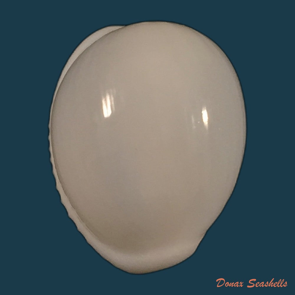 copia-de-triviella-magnidentata-liltved-1986-17-3mm