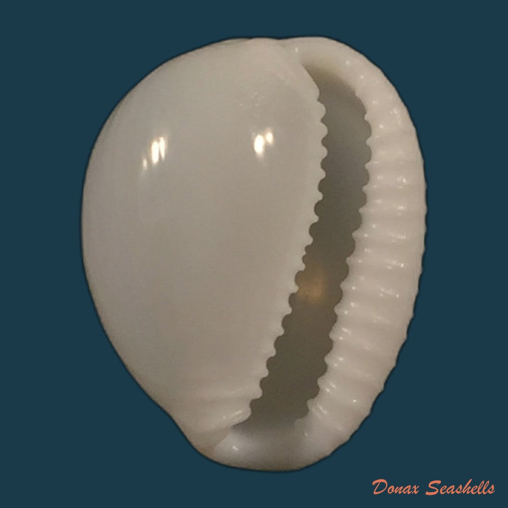 copia-de-triviella-magnidentata-liltved-1986-17-3mm