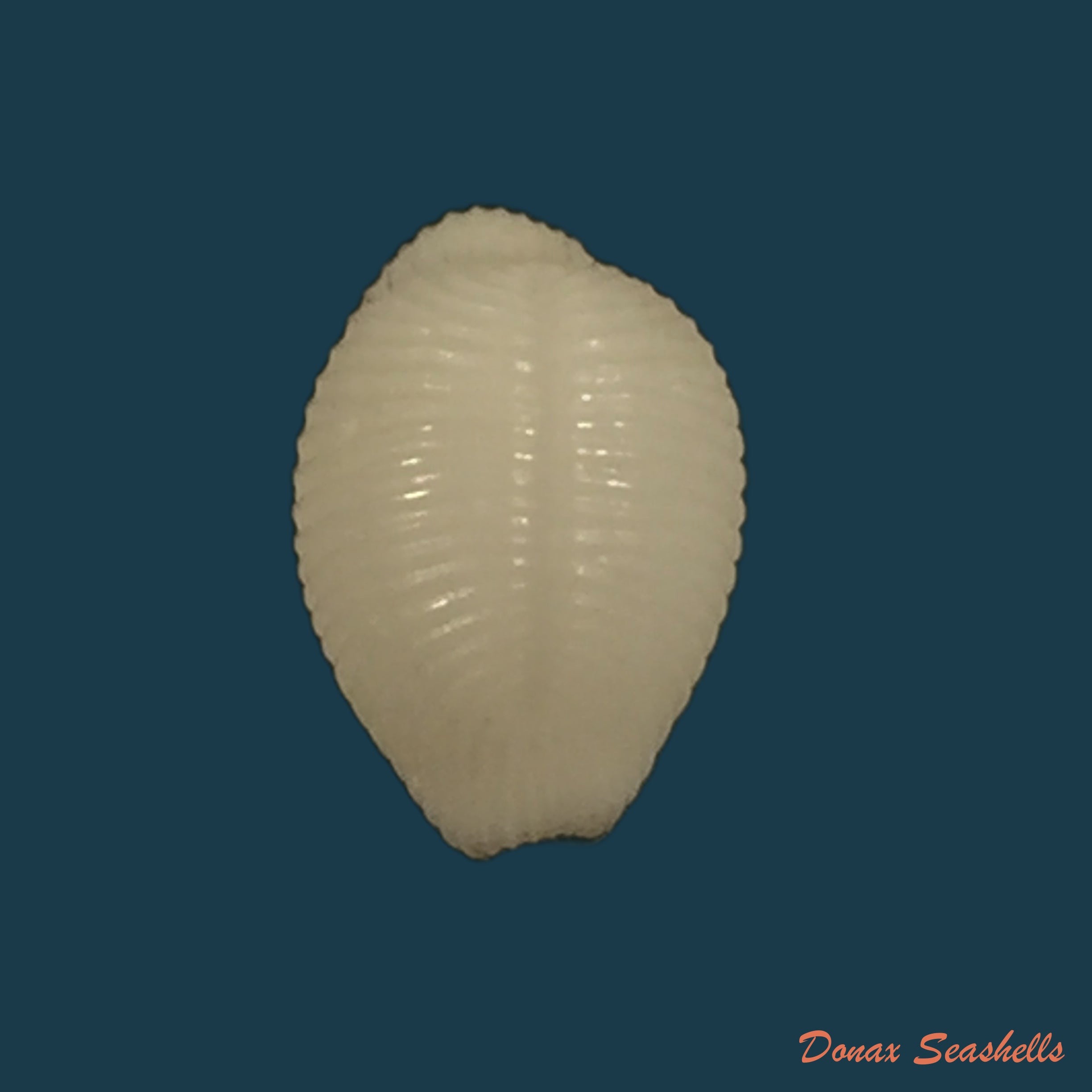 copia-de-trivirostra-oryza-lamarck-1810