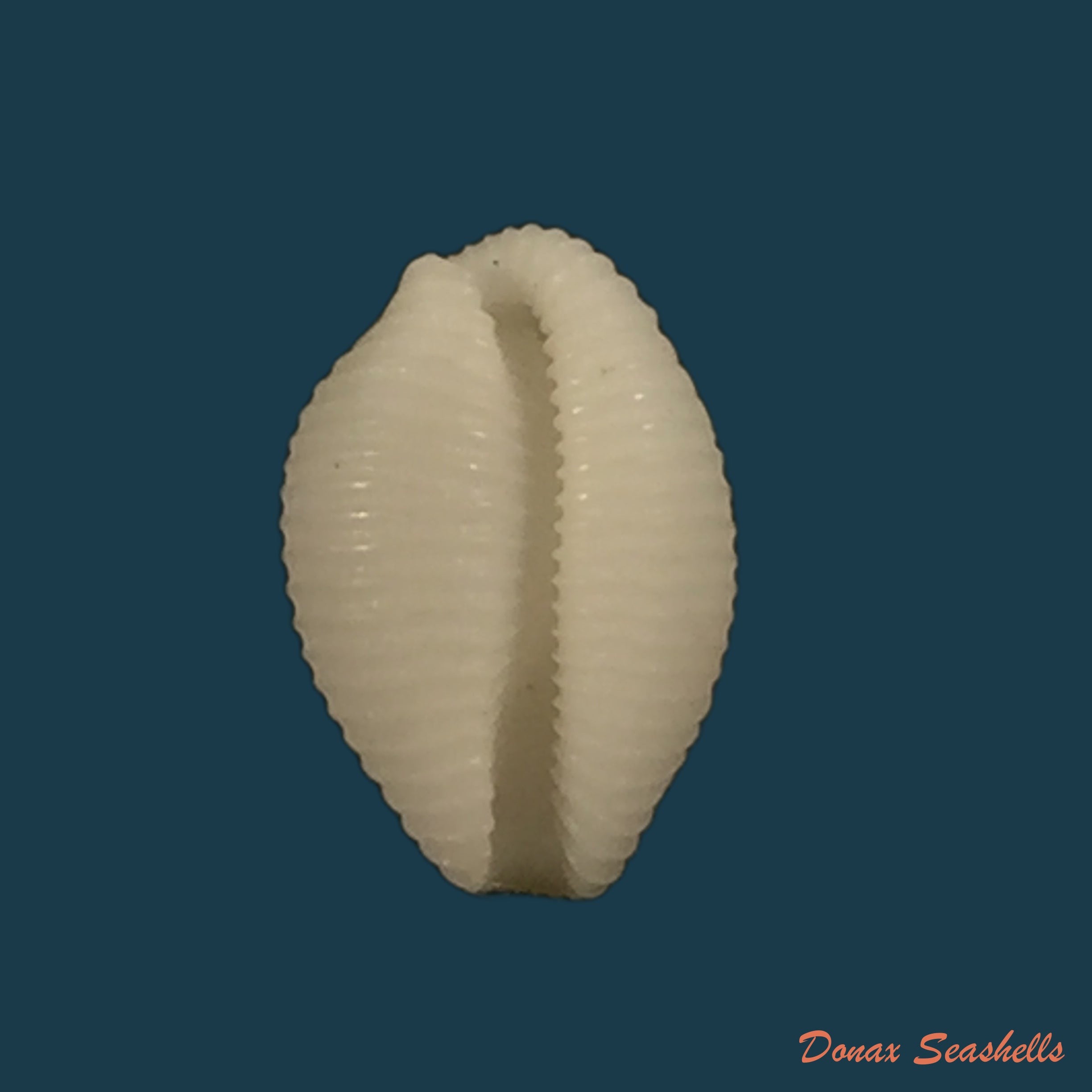 copia-de-trivirostra-oryza-lamarck-1810