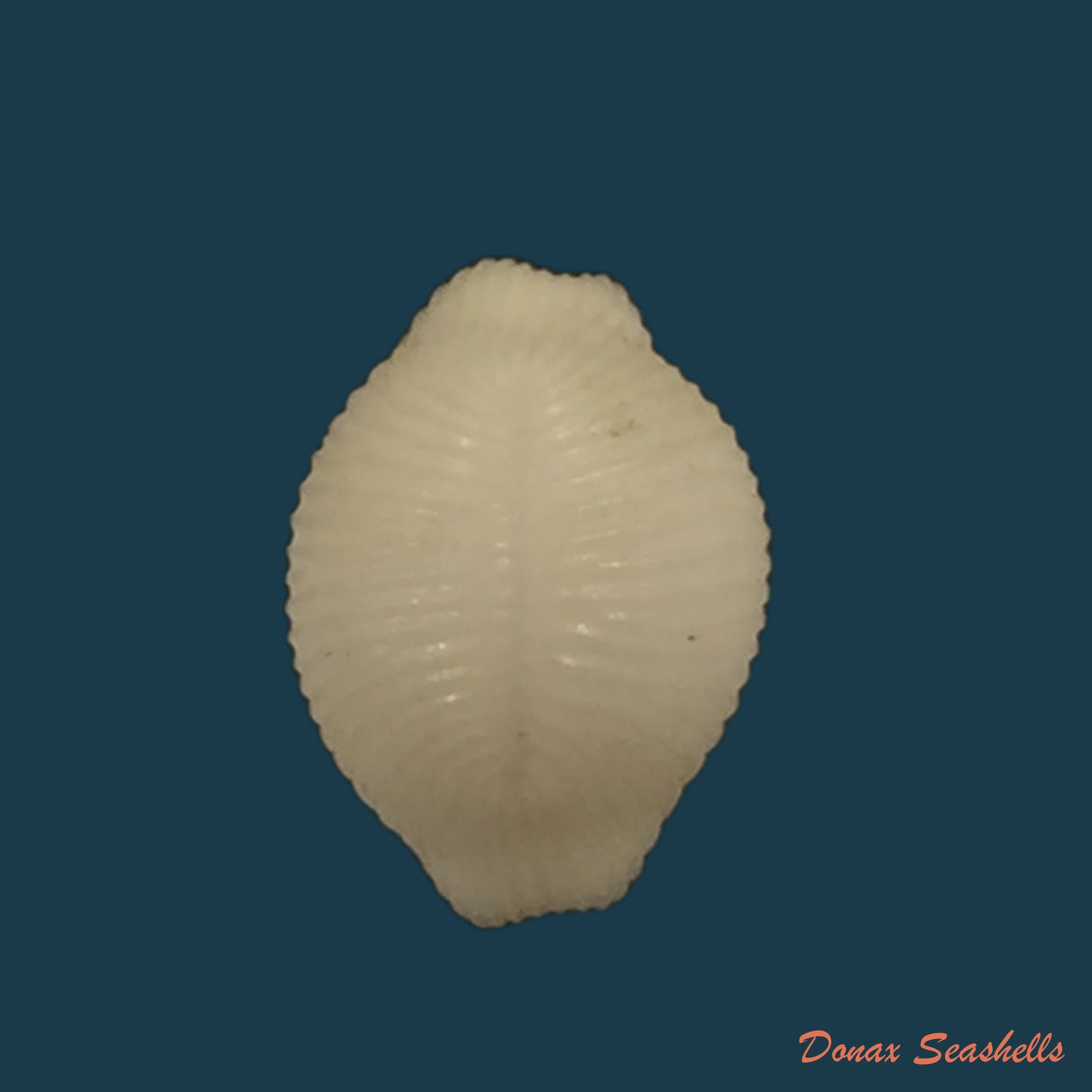copia-de-trivirostra-oryza-lamarck-1811
