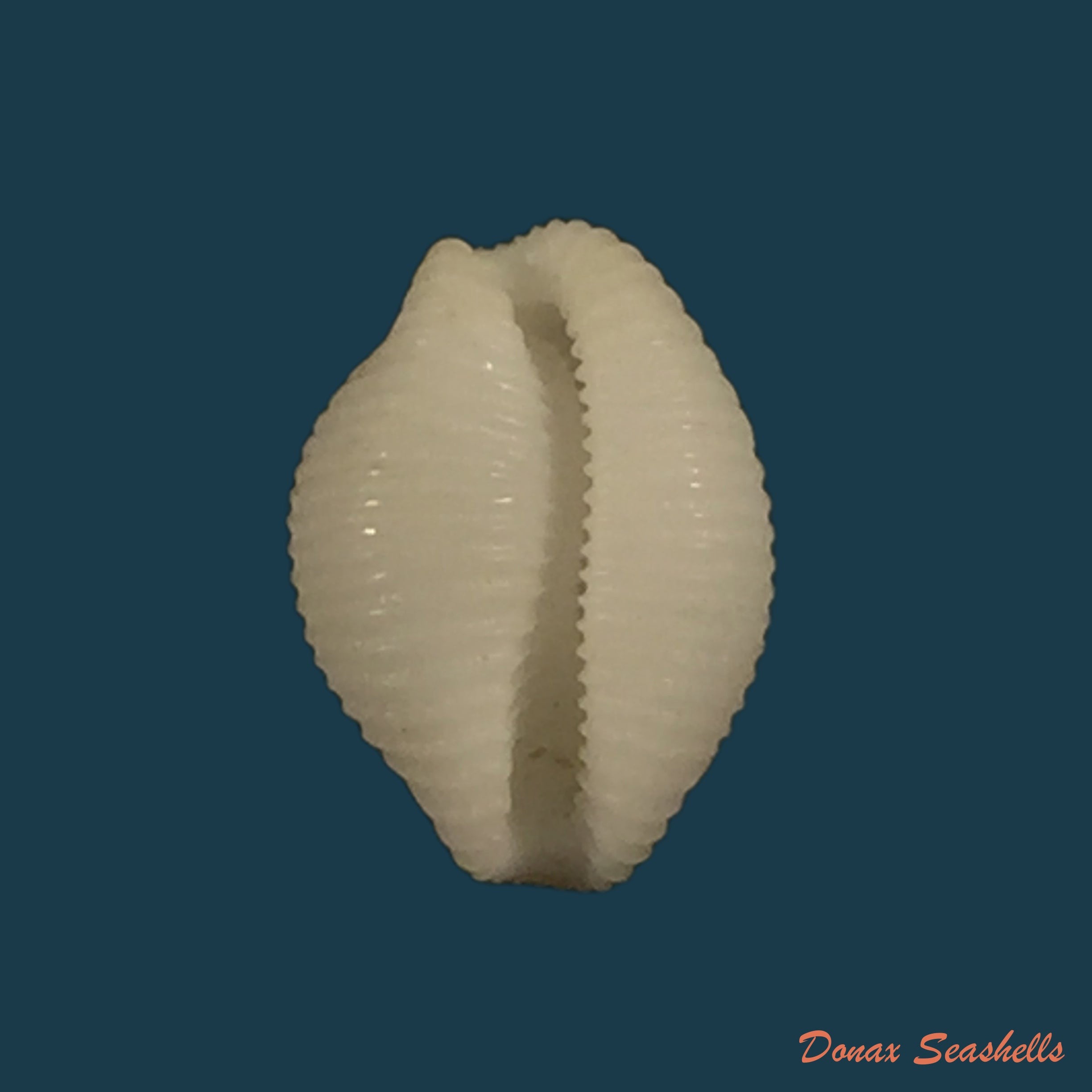 copia-de-trivirostra-oryza-lamarck-1811