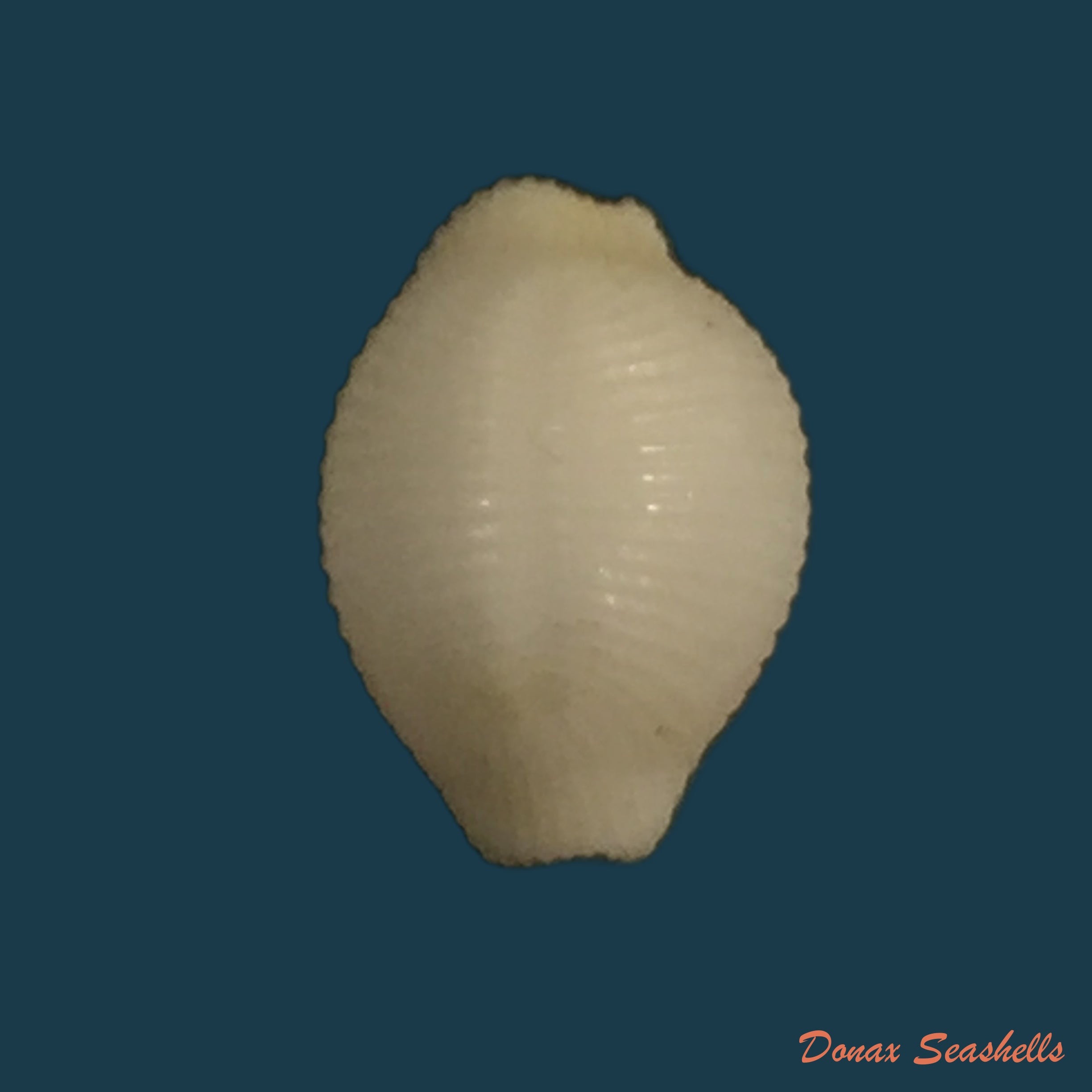 copia-de-trivirostra-oryza-lamarck-1813