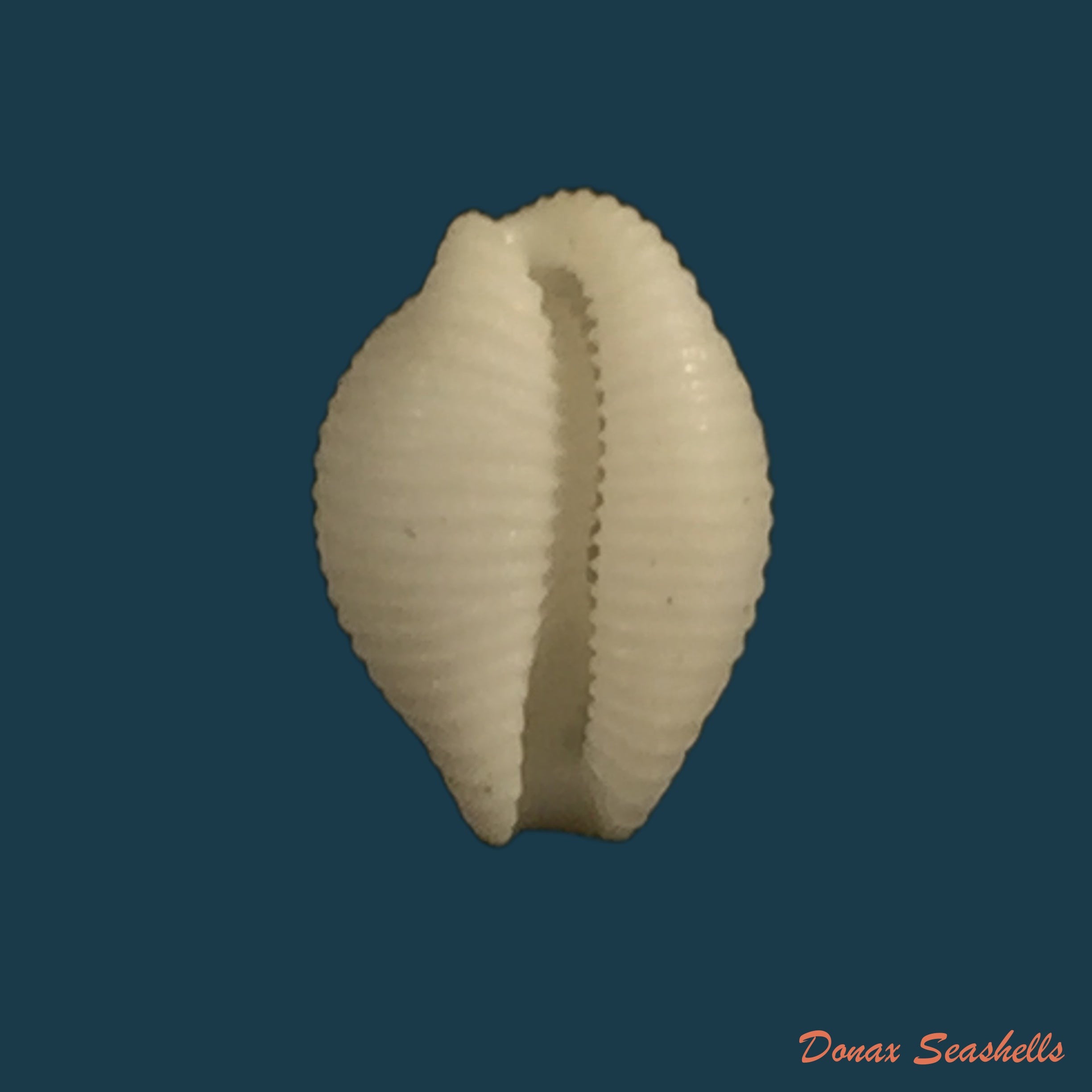 copia-de-trivirostra-oryza-lamarck-1813