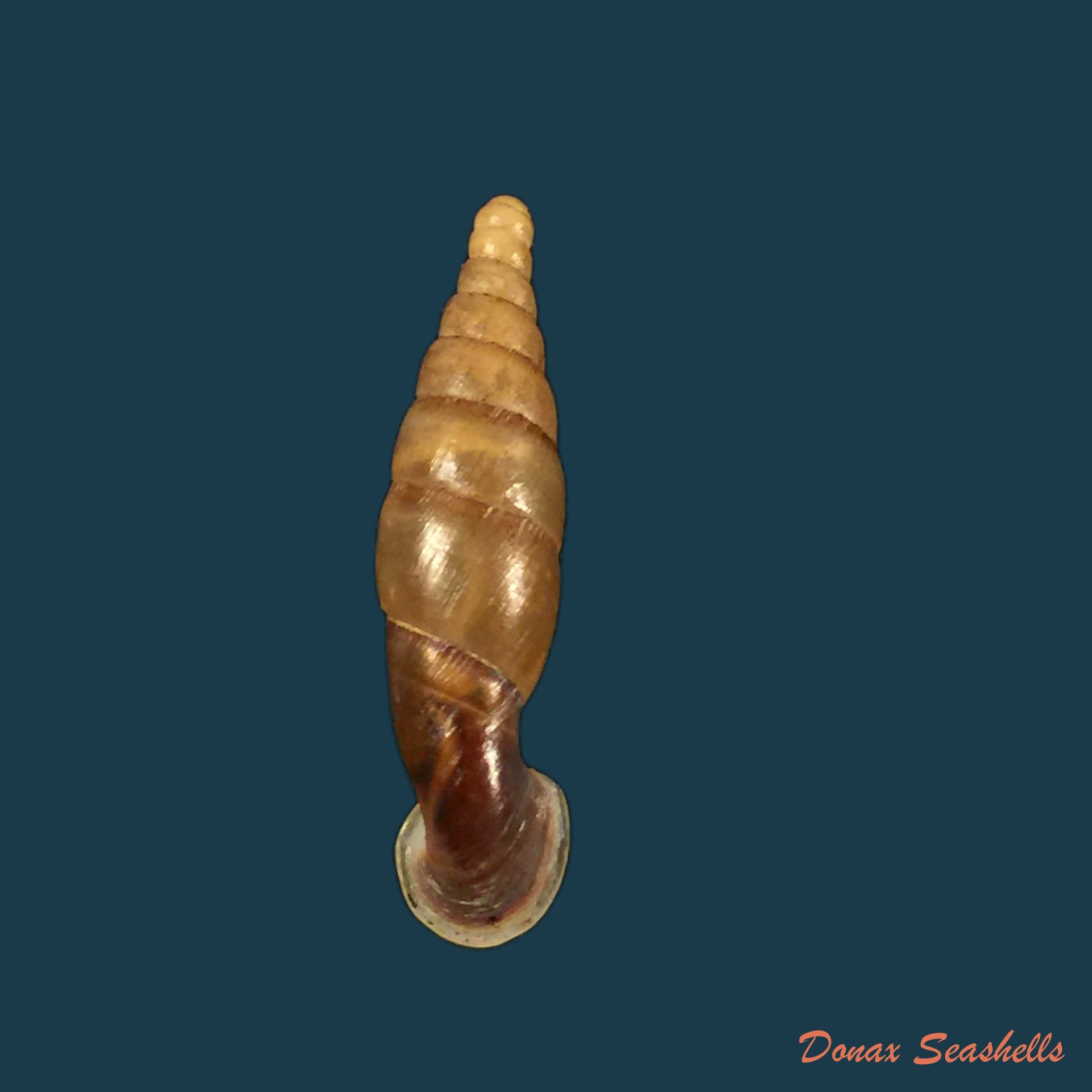 copia-de-tropidauchenia-dorri-bavay-dautzenberg-1899-26-5mm