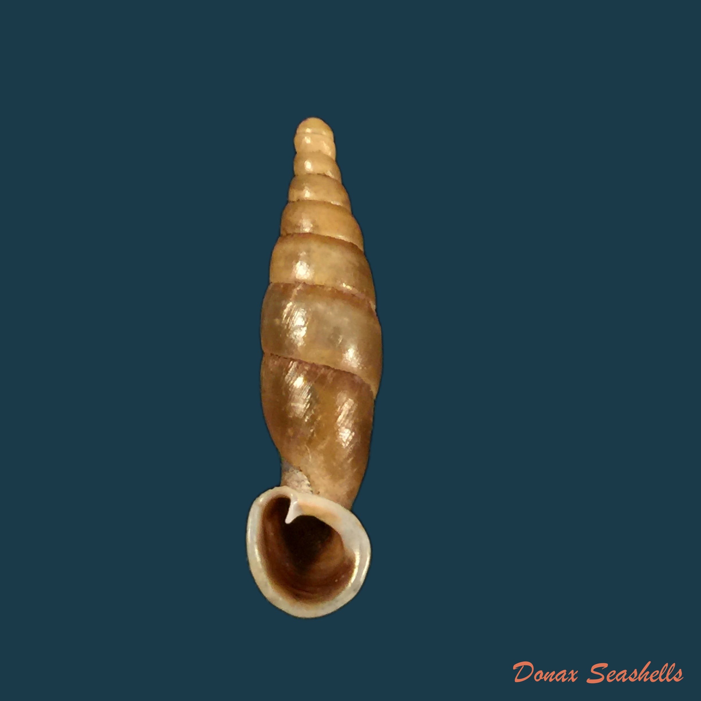 copia-de-tropidauchenia-dorri-bavay-dautzenberg-1899-26-5mm