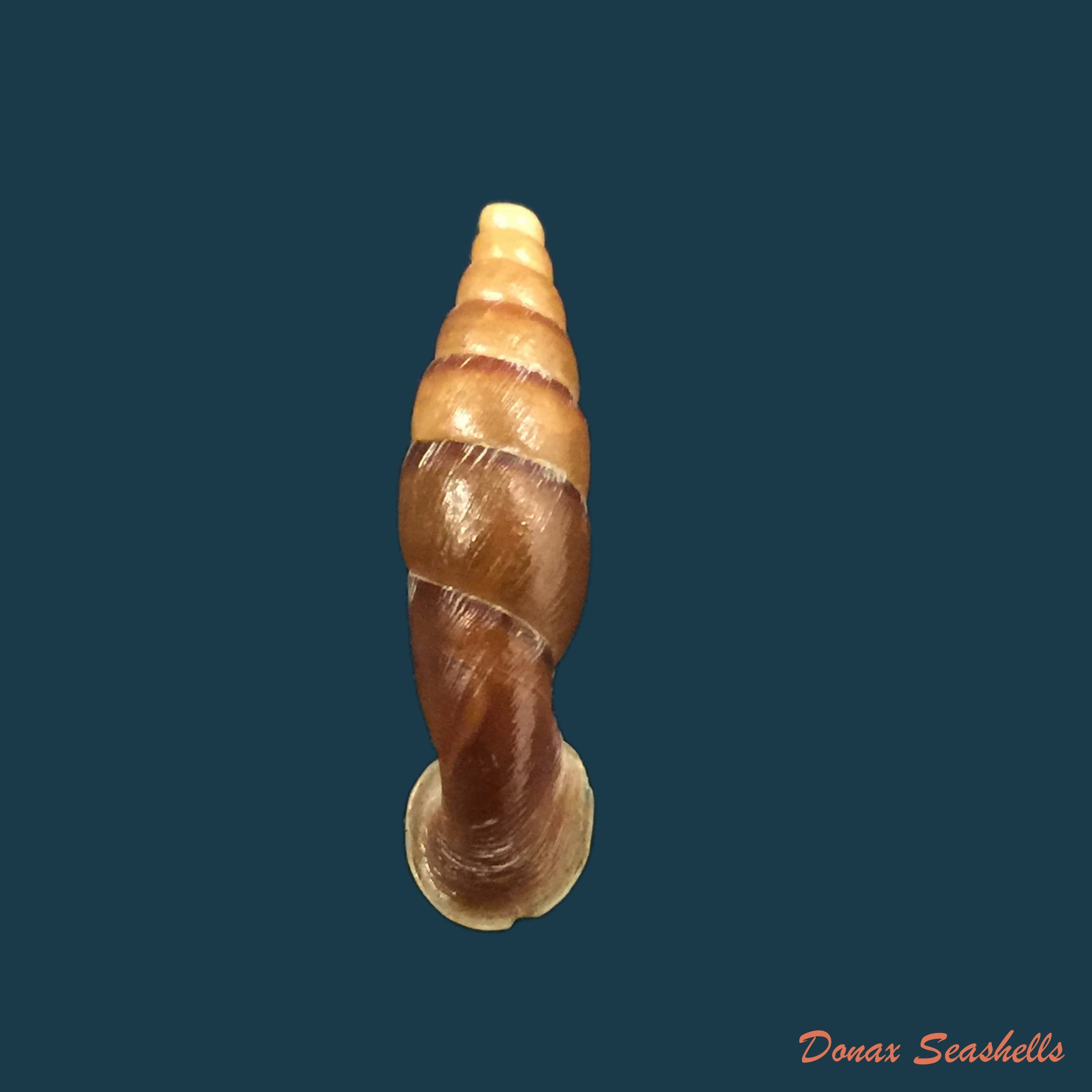 copia-de-tropidauchenia-dorri-bavay-dautzenberg-1899-29-1mm