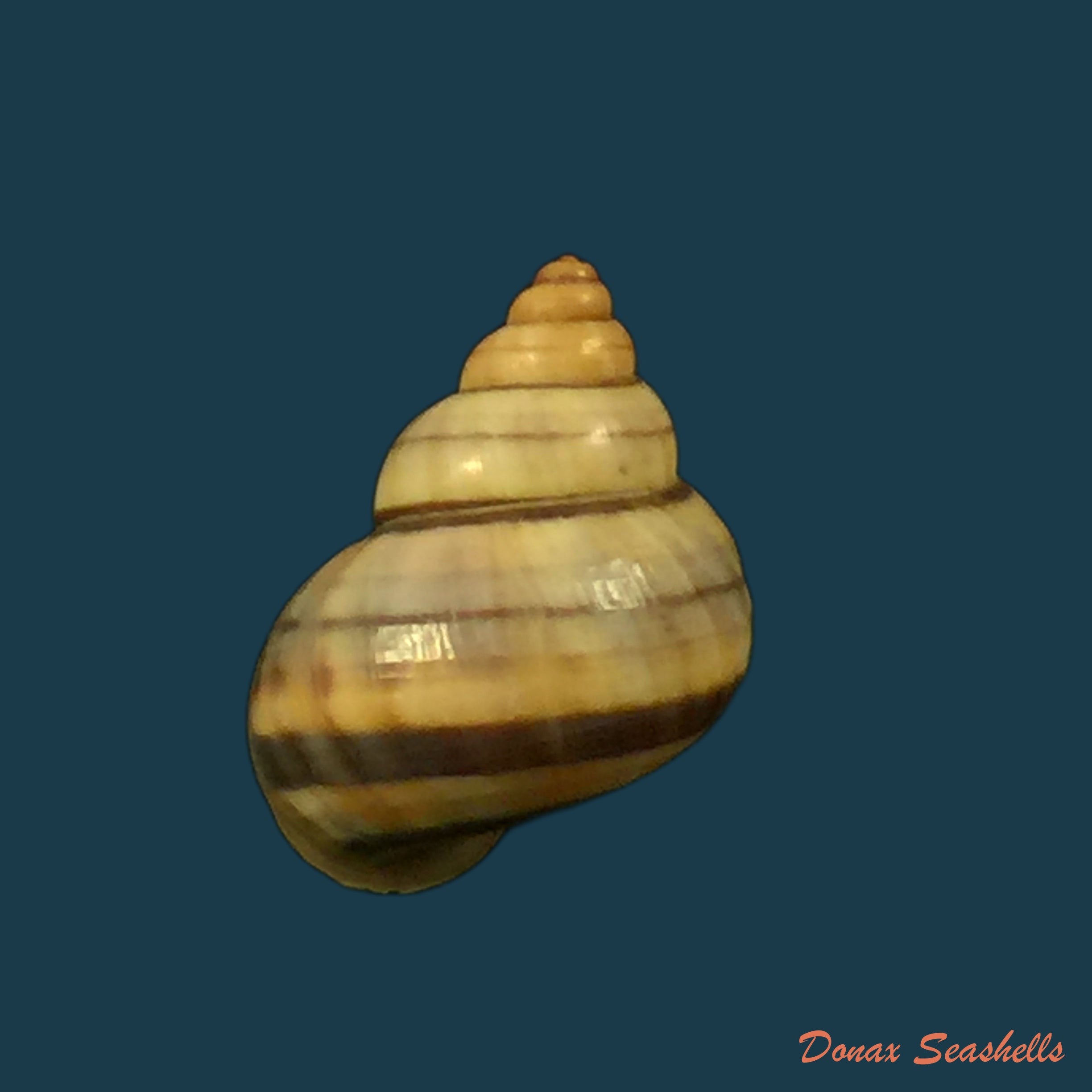 copia-de-tropidophora-aspera-potiez-michaud-1838-26-8mm