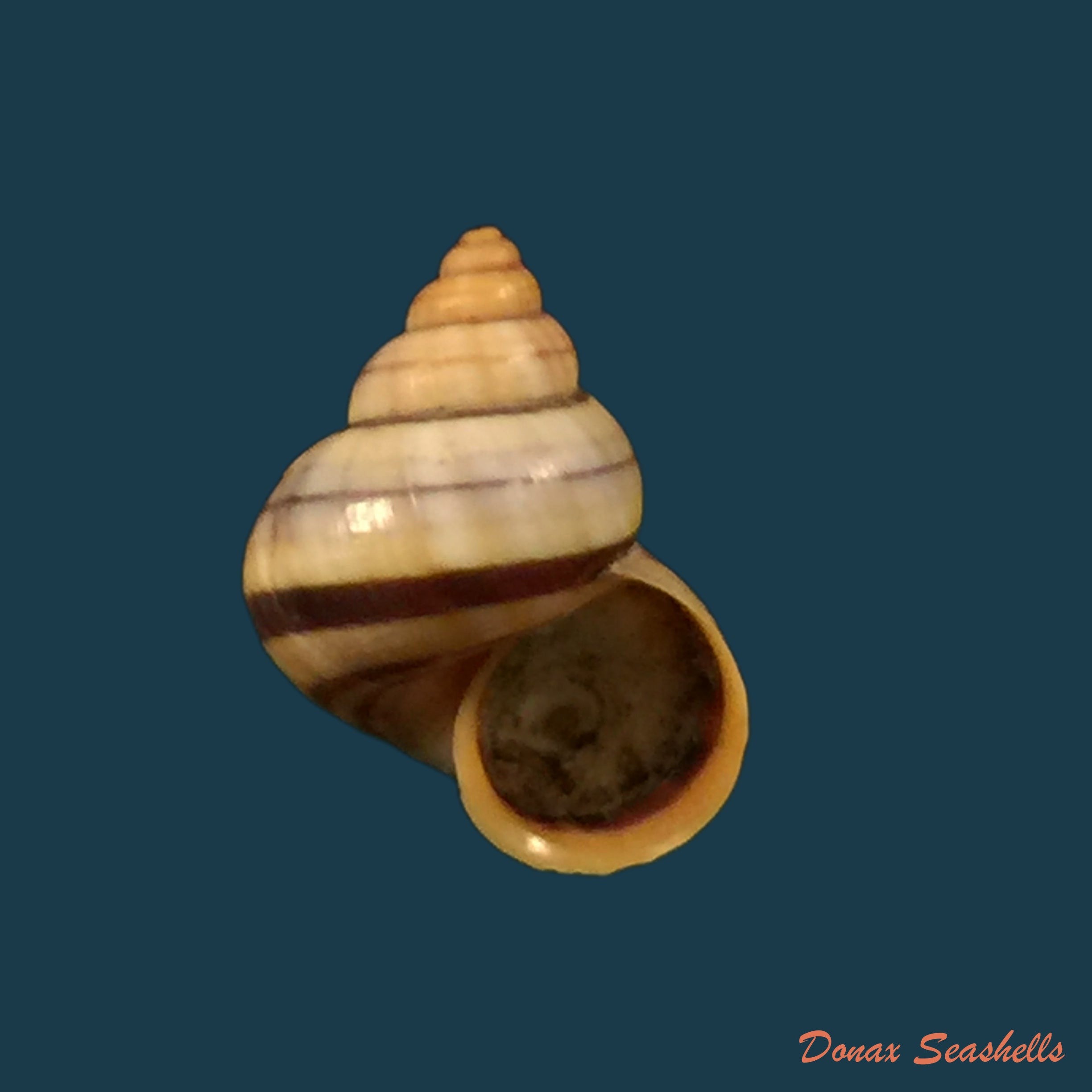 copia-de-tropidophora-aspera-potiez-michaud-1838-26-8mm
