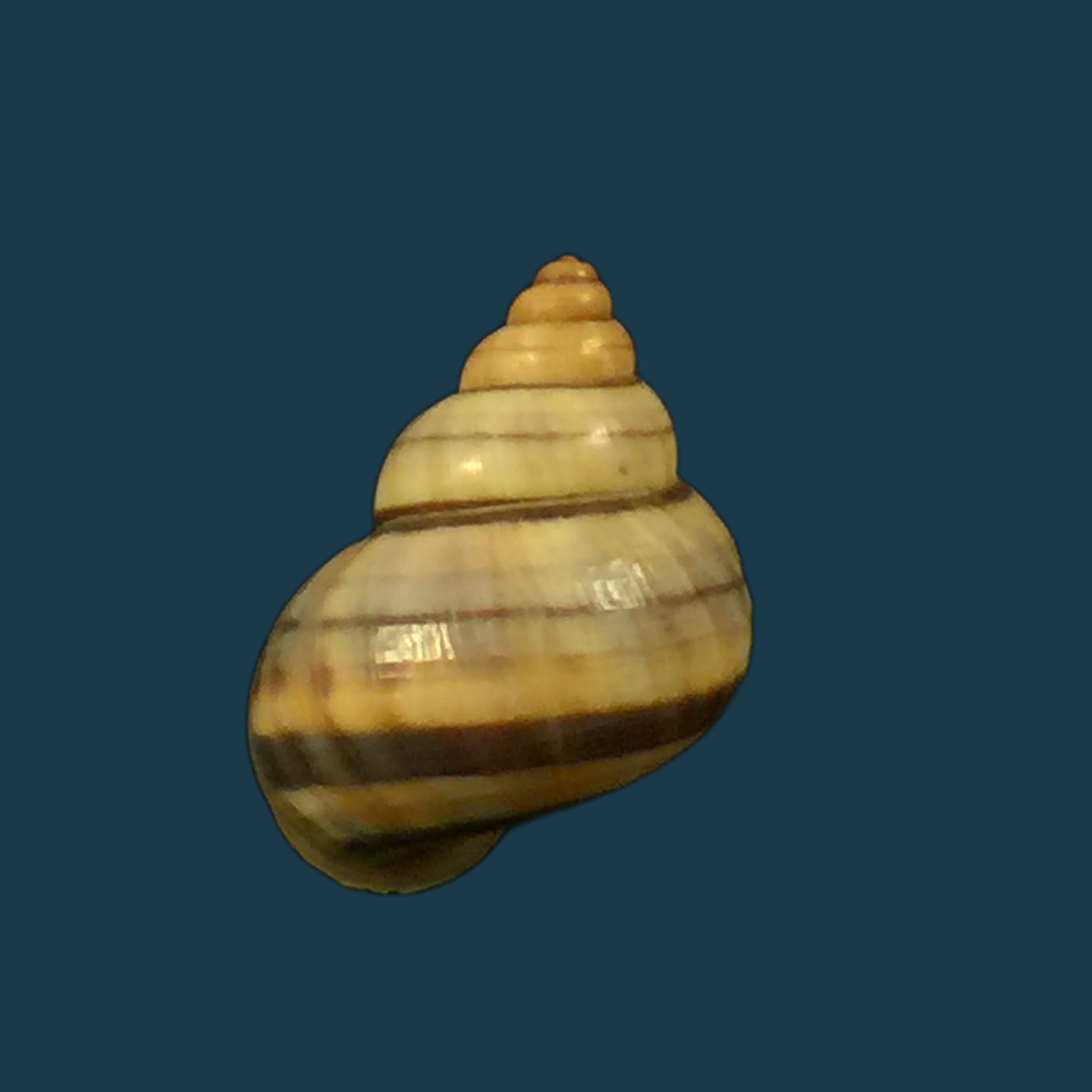 Tropidophora alluaudi (Dautzenberg, 1894) - 18 毫米