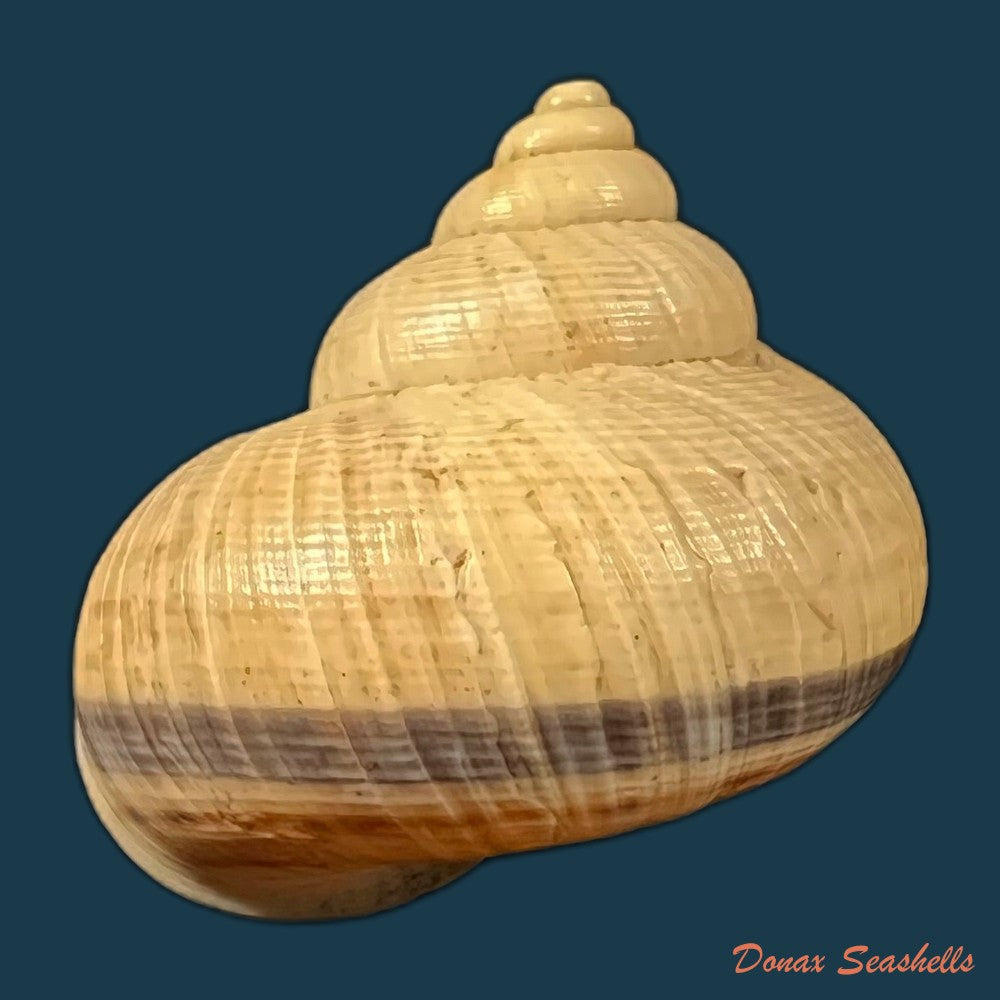 copia-de-tropidophora-cuvieriana-petit-de-la-saussaye-1841-68-4mm