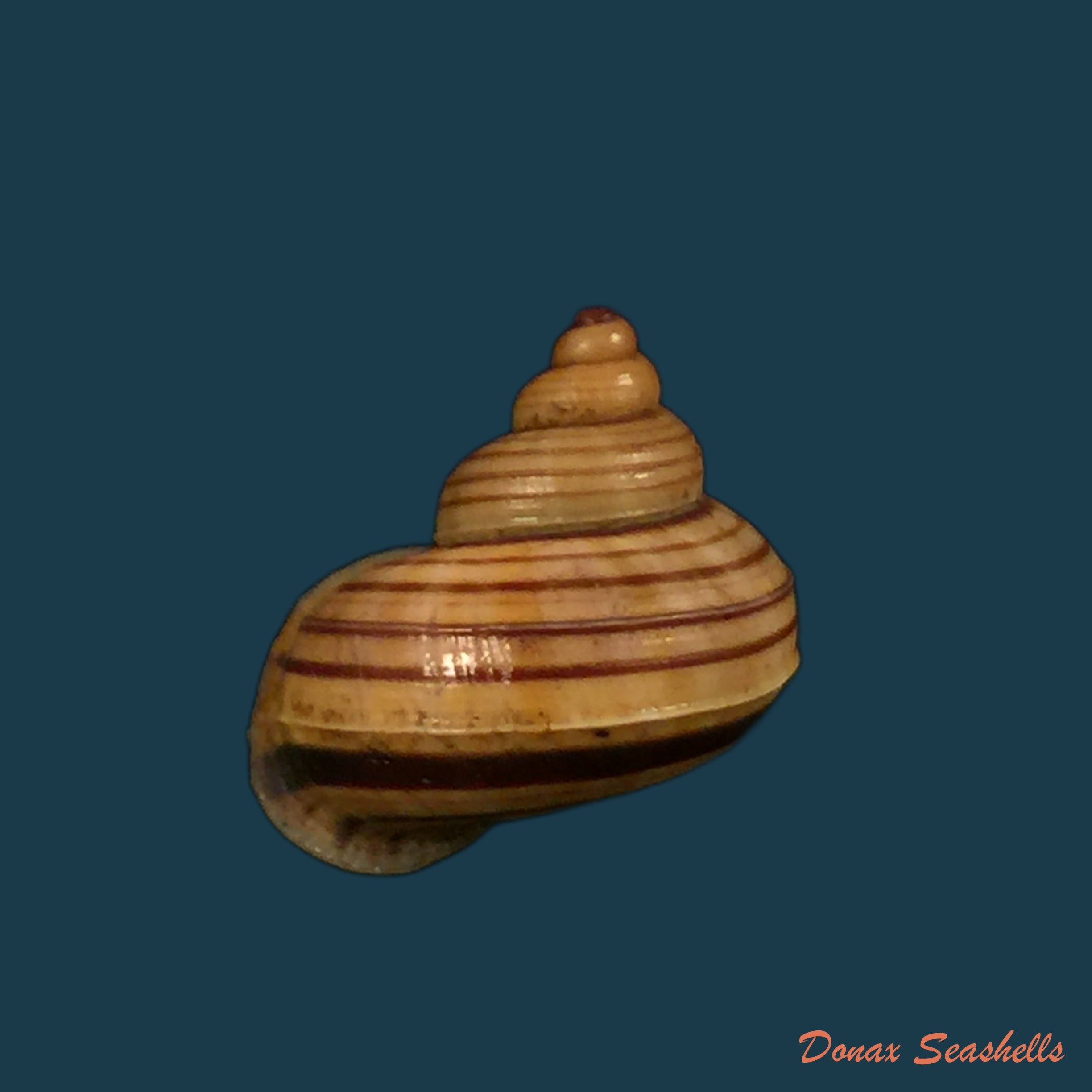 copia-de-tropidophora-perinetensis-fischer-piette-bedoucha-1965-16mm