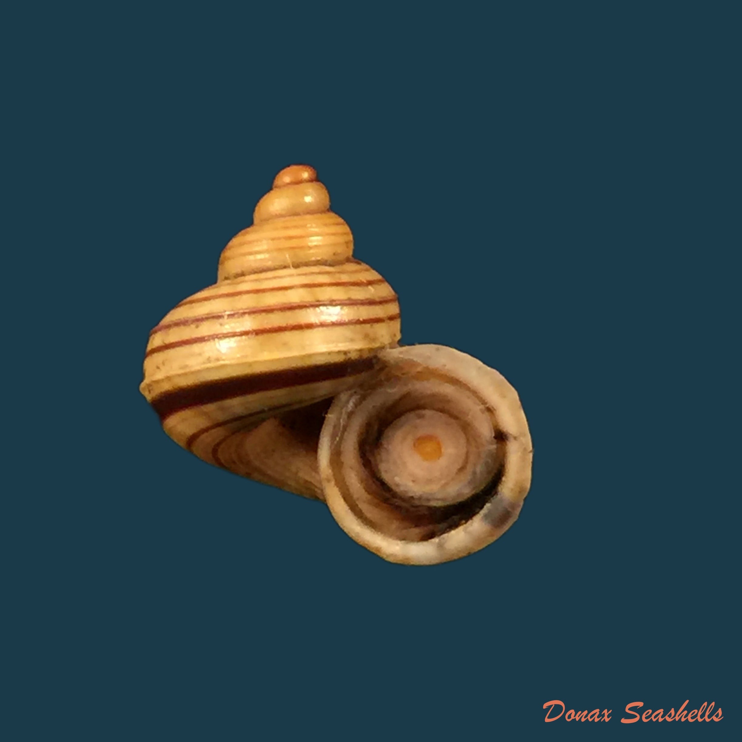 copia-de-tropidophora-perinetensis-fischer-piette-bedoucha-1965-16mm