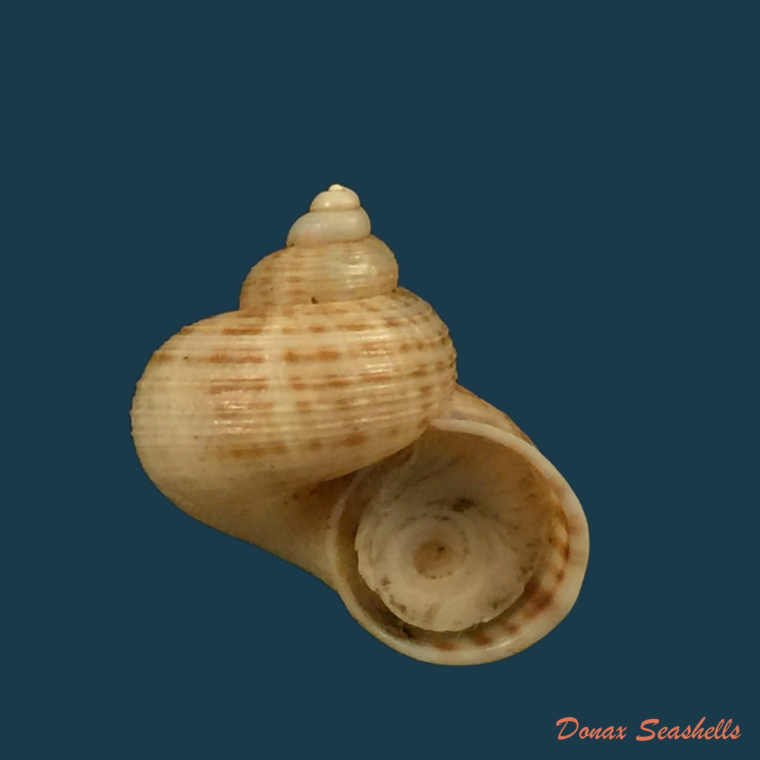 copia-de-tropidophora-perinetensis-fischer-piette-bedoucha-1965-17mm
