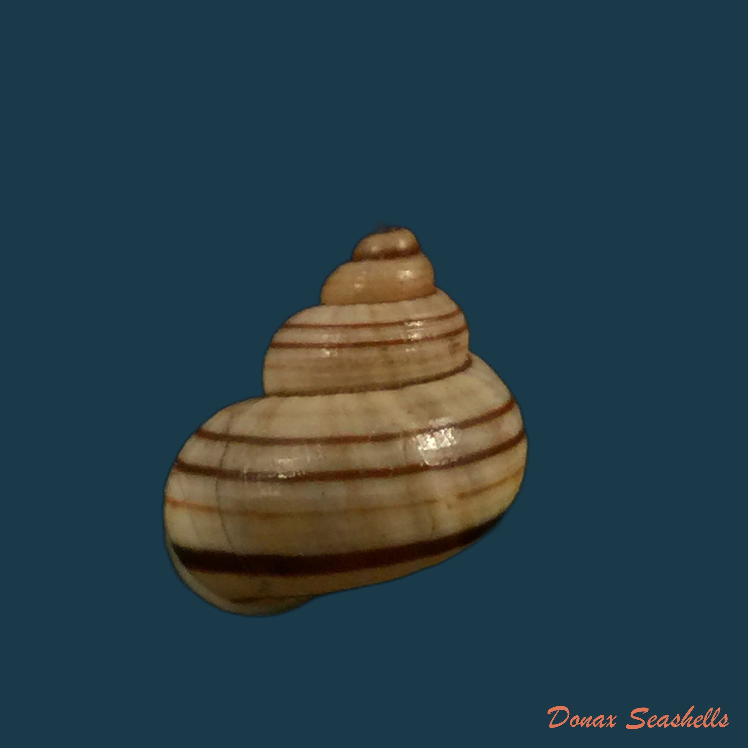 copia-de-tropidophora-pulchella-g-b-sowerby-ii-1843-17-1mm