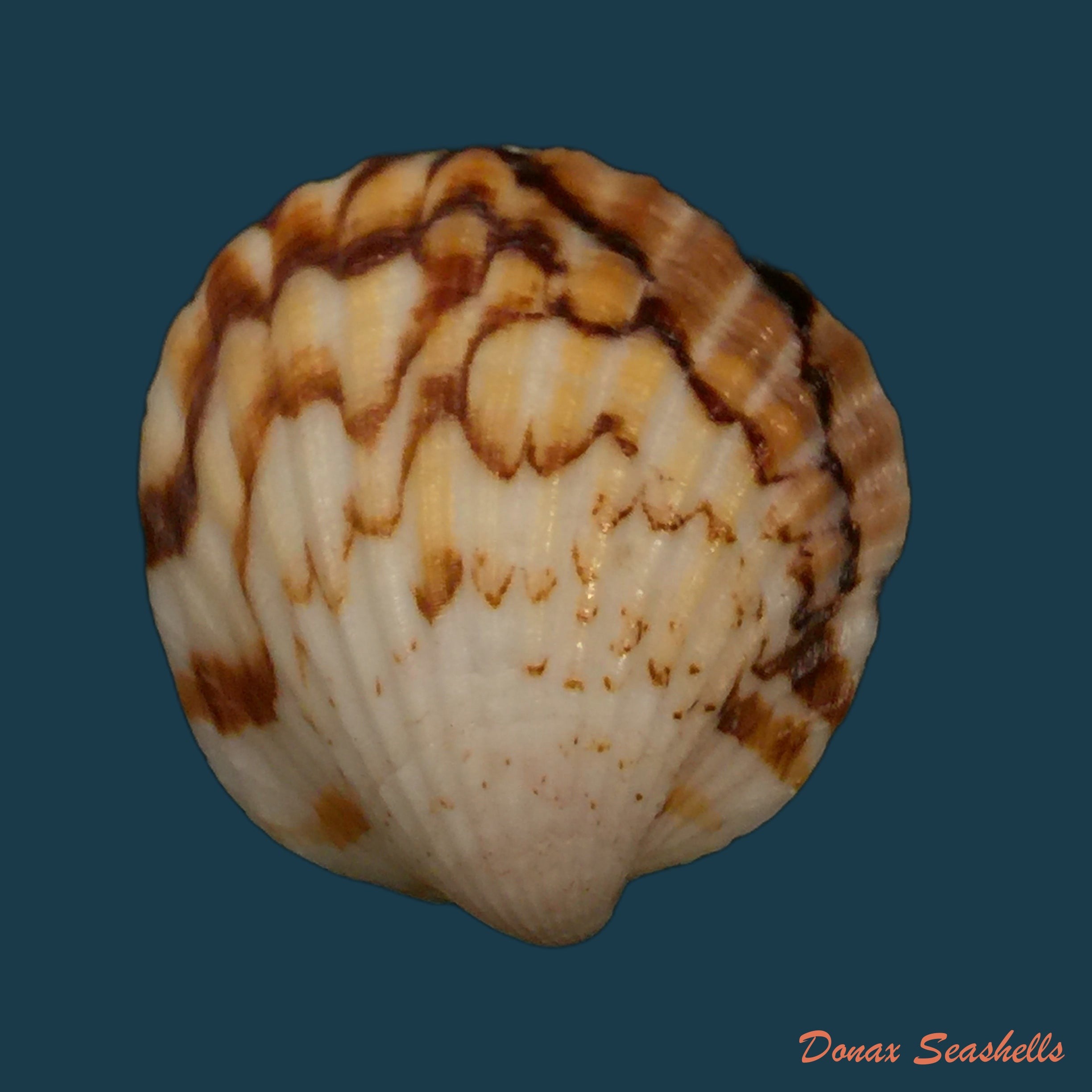 copia-de-tucetona-auriflua-reeve-1843-36-5mm