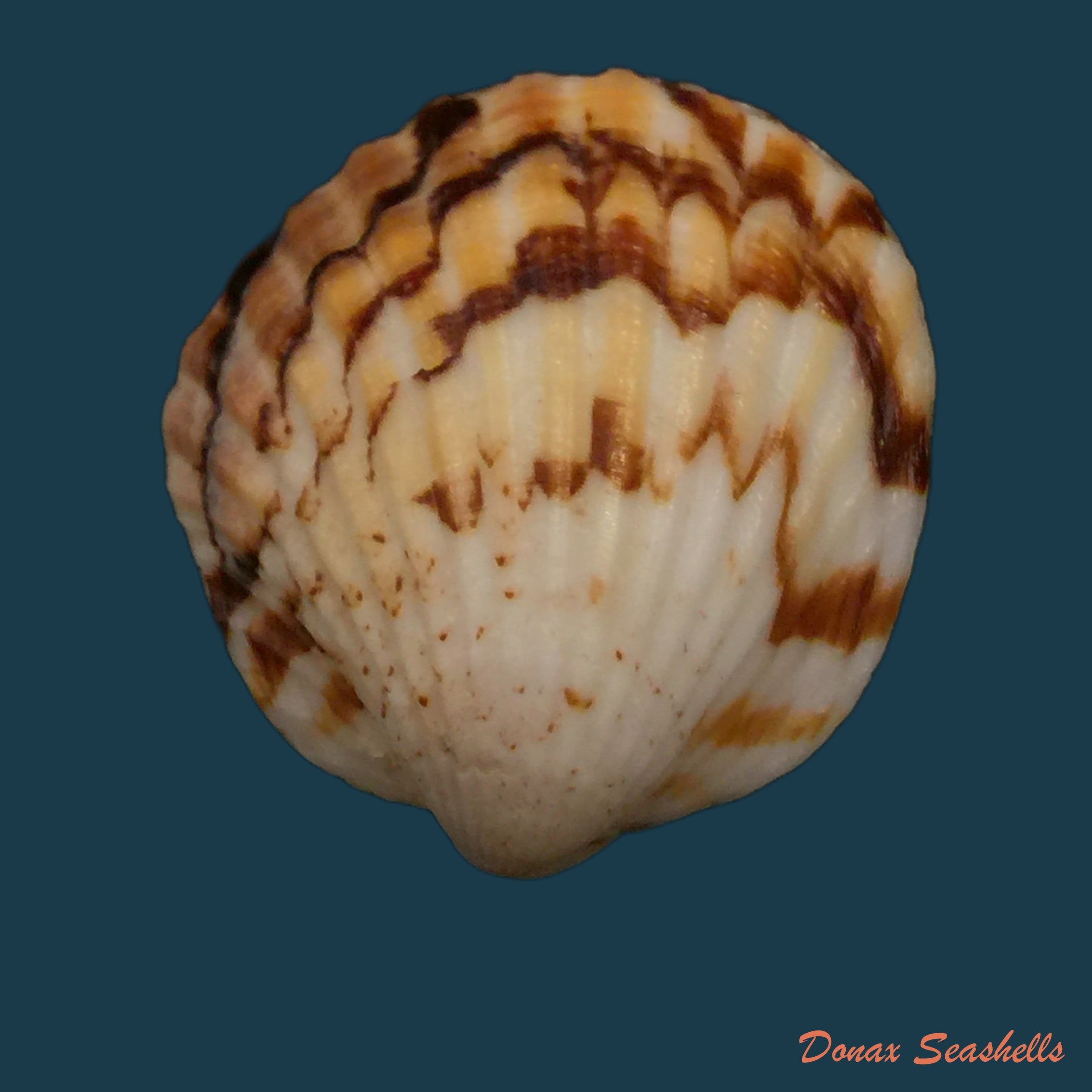 copia-de-tucetona-auriflua-reeve-1843-36-5mm