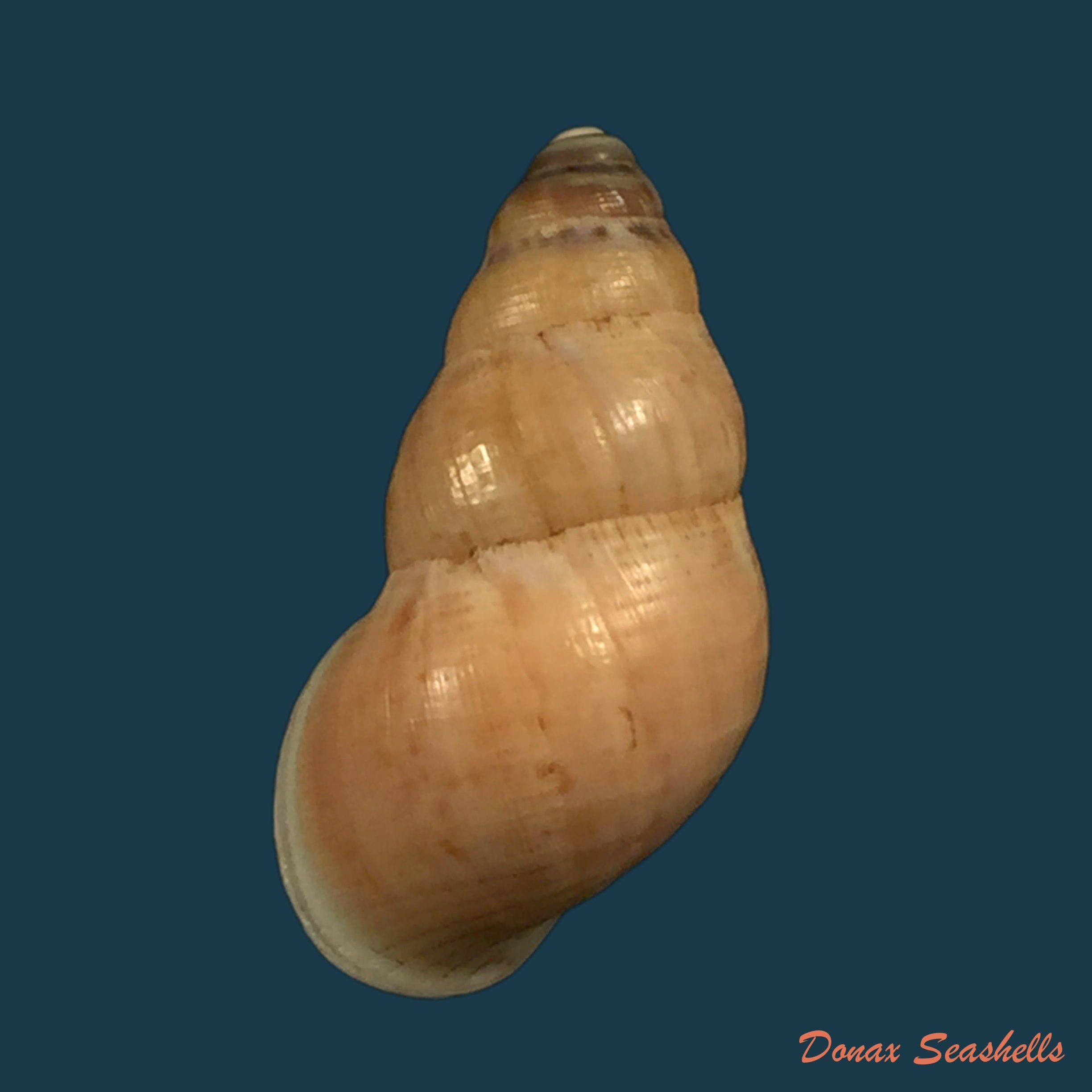 copia-de-tudora-rupis-h-b-basker-1924