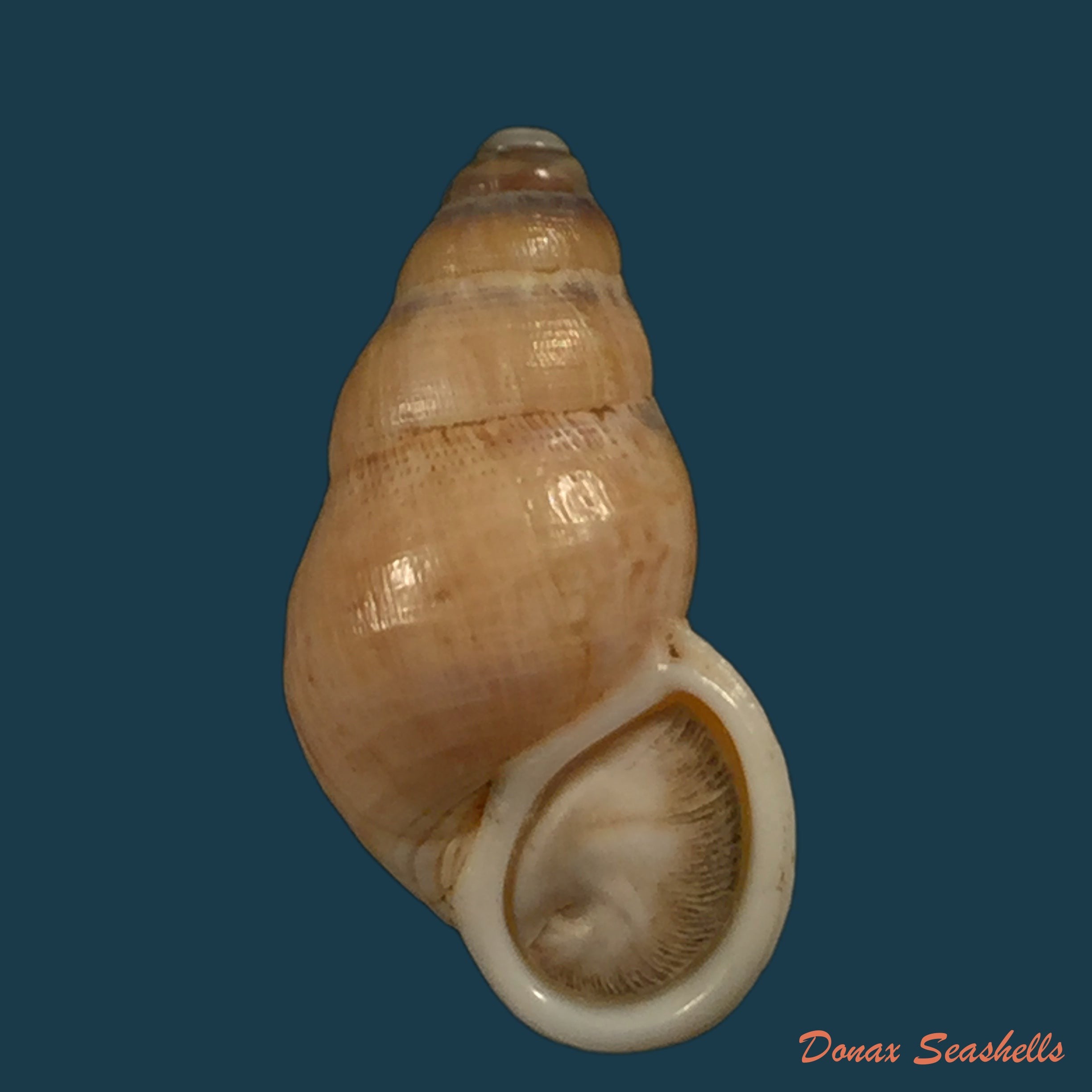 copia-de-tudora-rupis-h-b-basker-1924