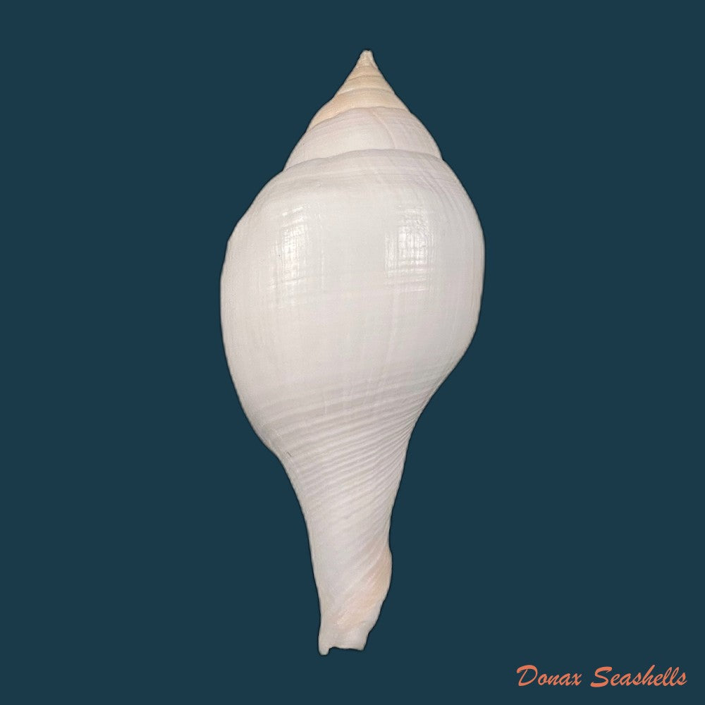 copia-de-turbinella-laevigata-anton-1838-172-6mm