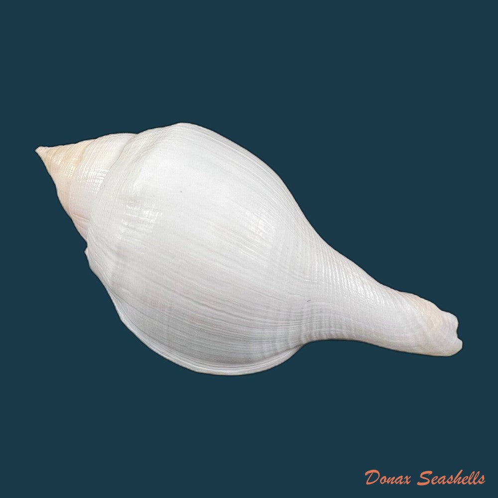 copia-de-turbinella-laevigata-anton-1838-172-6mm