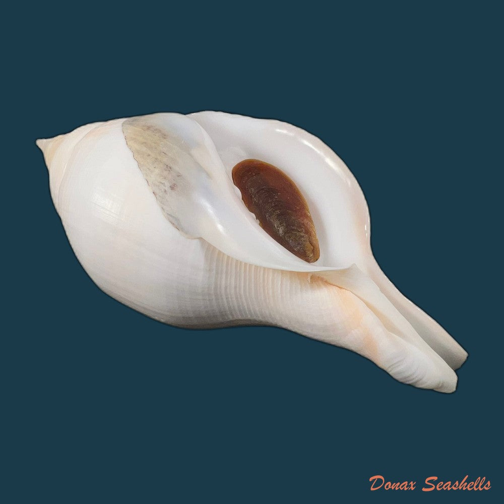 copia-de-turbinella-laevigata-anton-1838-172-6mm