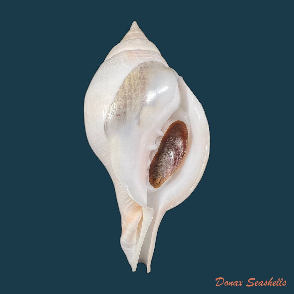 copia-de-turbinella-laevigata-anton-1838-172-6mm