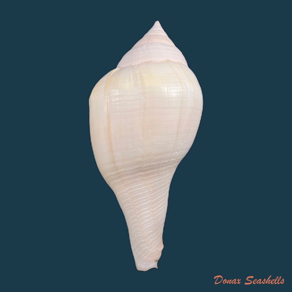 copia-de-turbinella-laevigata-anton-1838-177mm