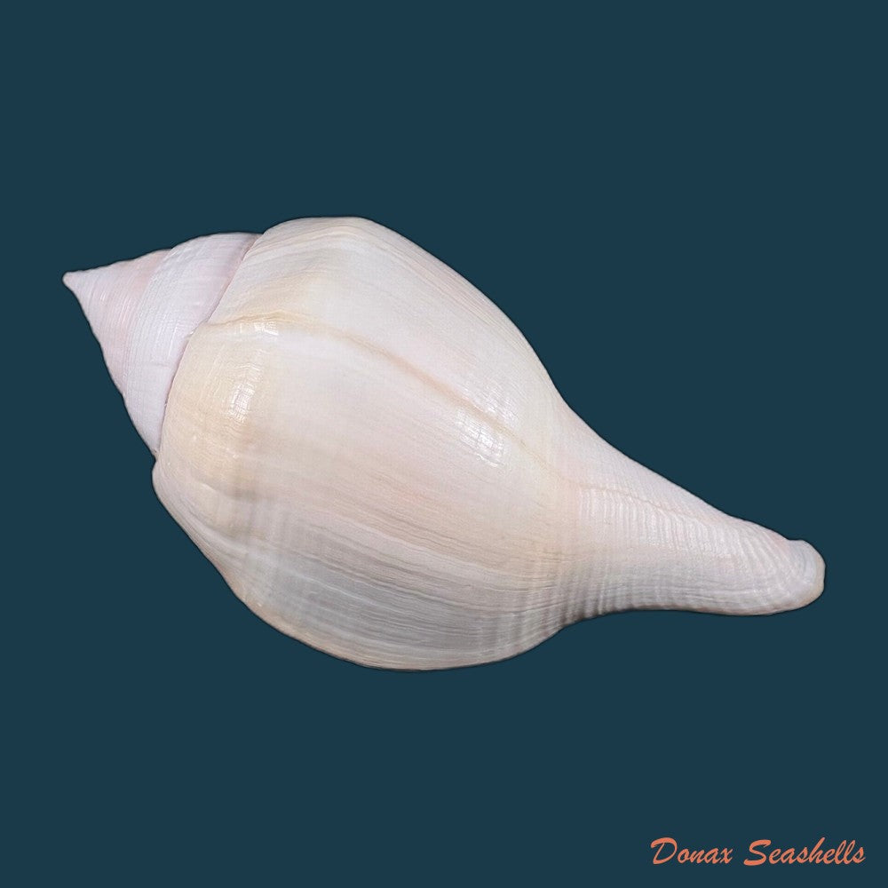 copia-de-turbinella-laevigata-anton-1838-177mm