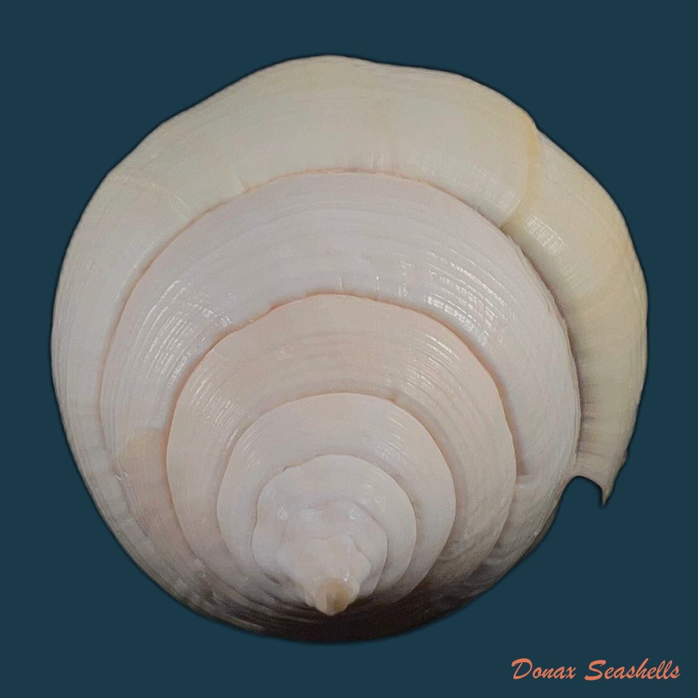 copia-de-turbinella-laevigata-anton-1838-177mm