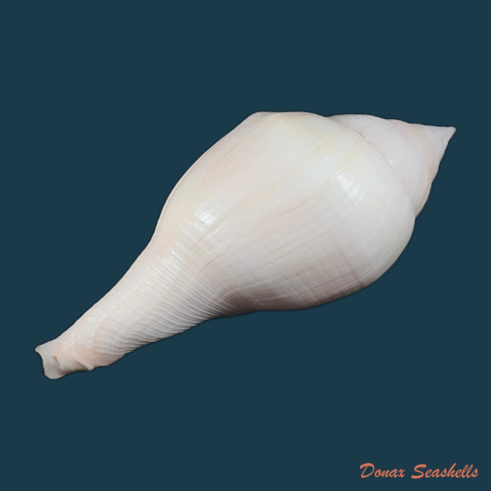 copia-de-turbinella-laevigata-anton-1838-177mm