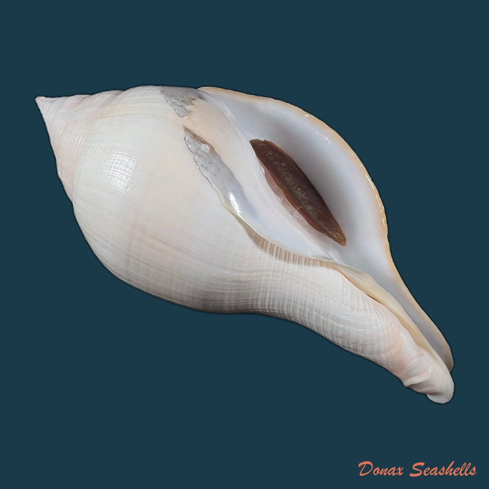 copia-de-turbinella-laevigata-anton-1838-177mm