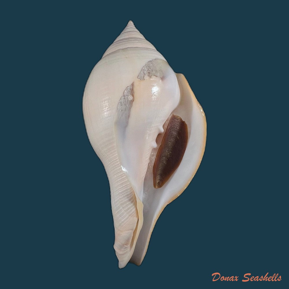 copia-de-turbinella-laevigata-anton-1838-177mm