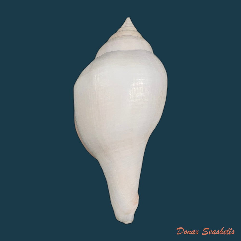 copia-de-turbinella-laevigata-anton-1838-179mm-1