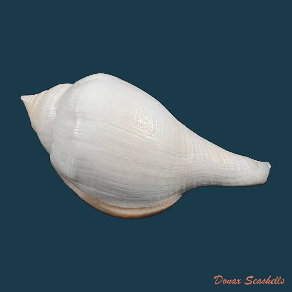 copia-de-turbinella-laevigata-anton-1838-179mm-1