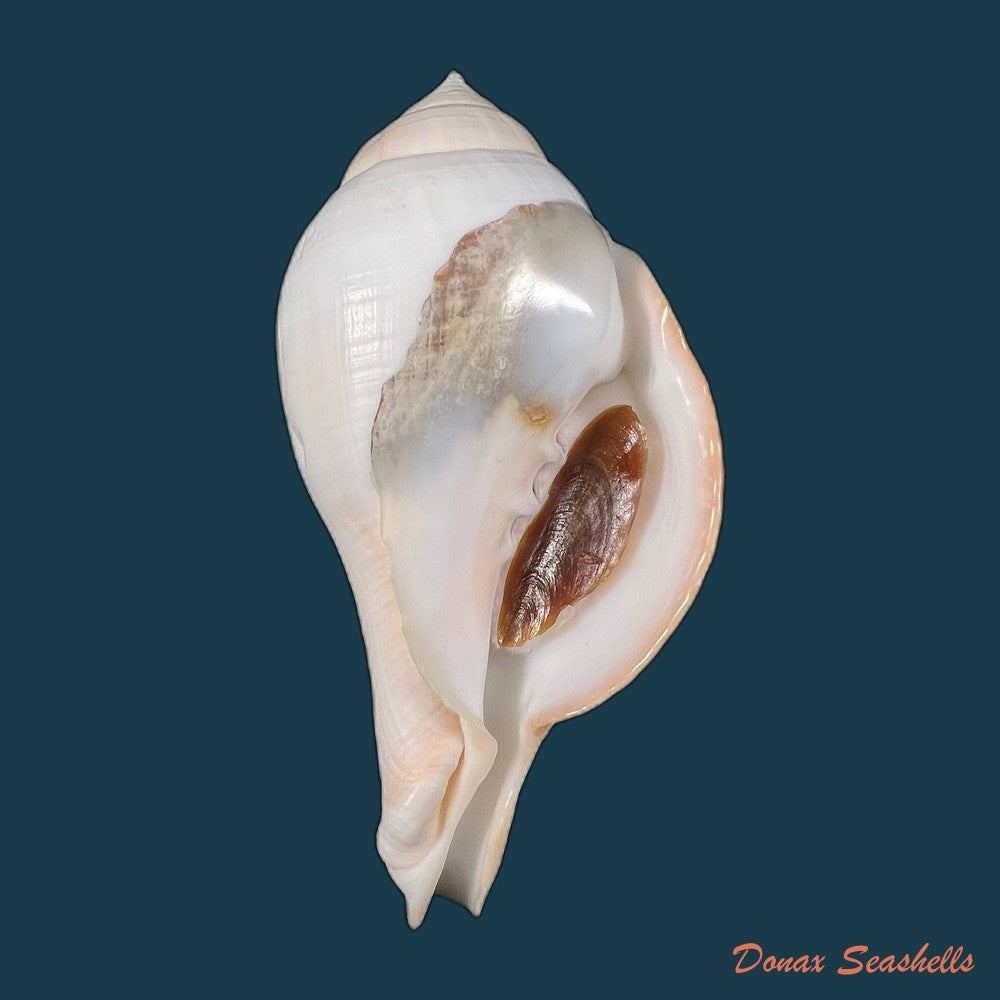copia-de-turbinella-laevigata-anton-1838-179mm-1