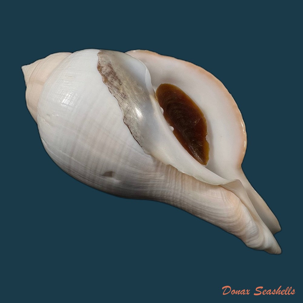 copia-de-turbinella-laevigata-anton-1838-179mm-1