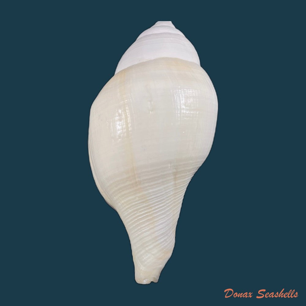 copia-de-turbinella-laevigata-anton-1838-199-2mm