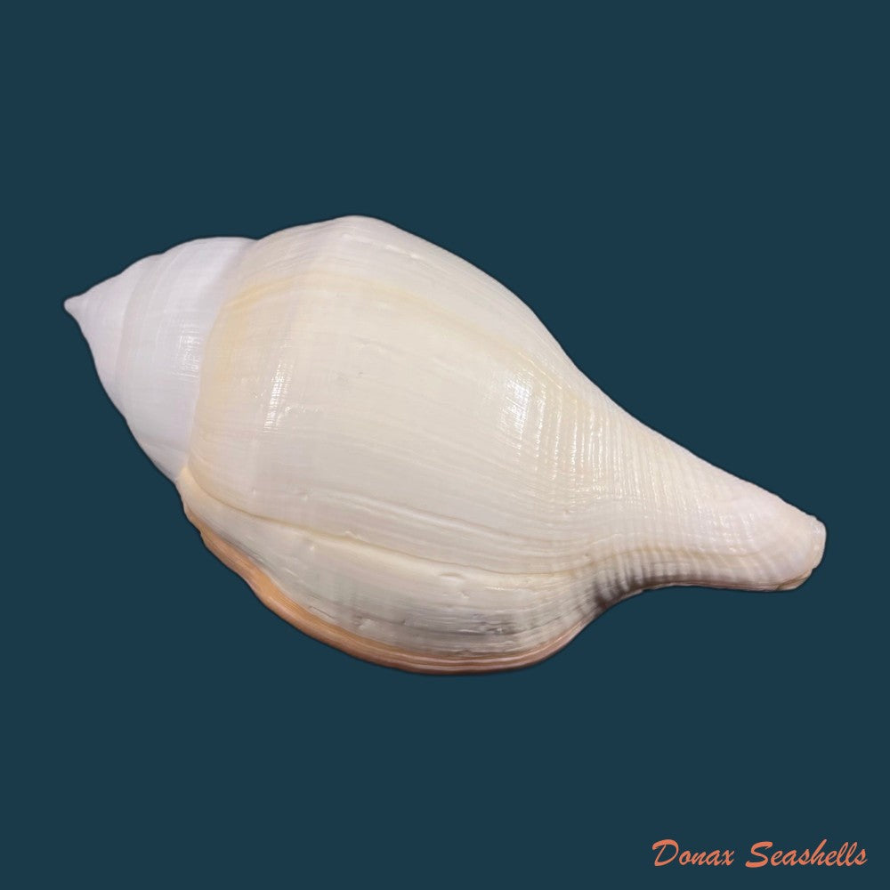 copia-de-turbinella-laevigata-anton-1838-199-2mm