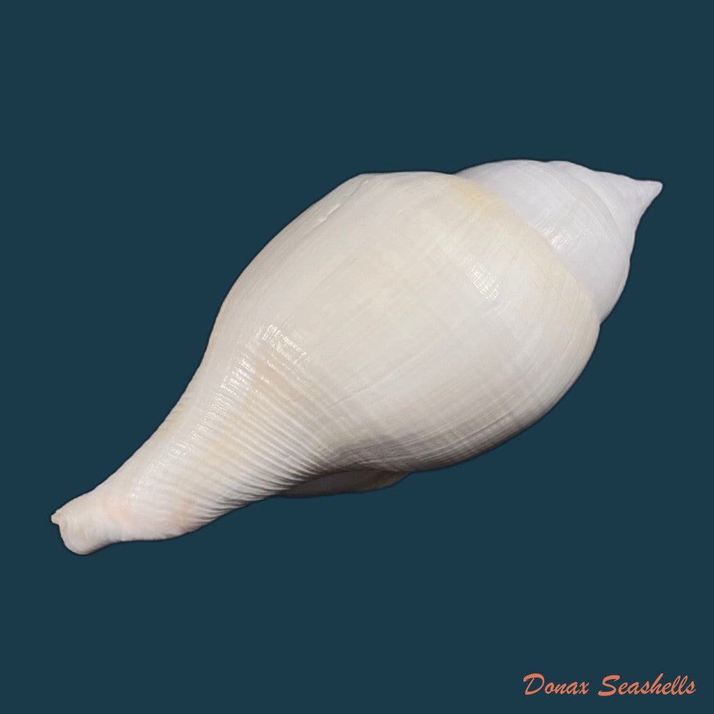 copia-de-turbinella-laevigata-anton-1838-199-2mm
