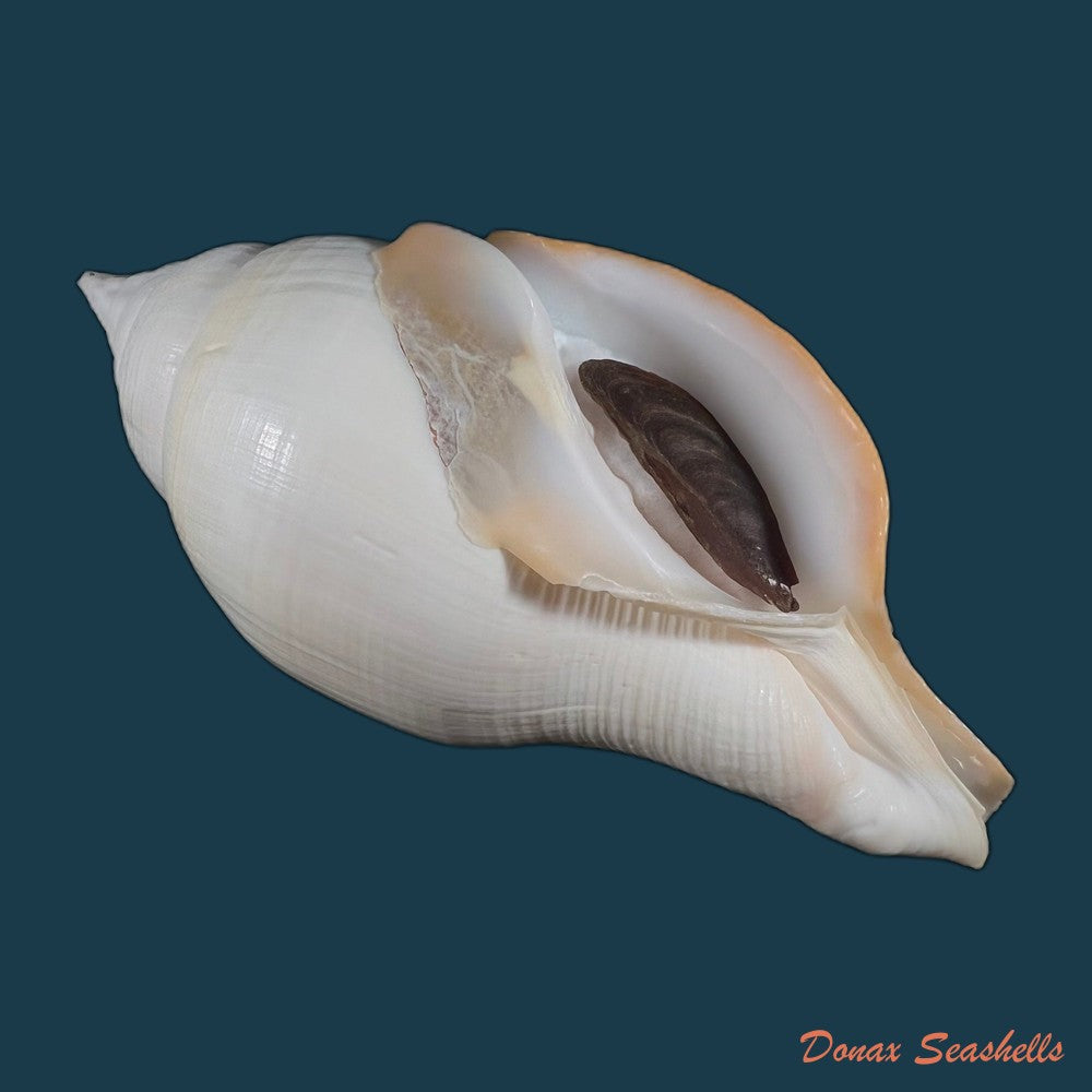 copia-de-turbinella-laevigata-anton-1838-199-2mm