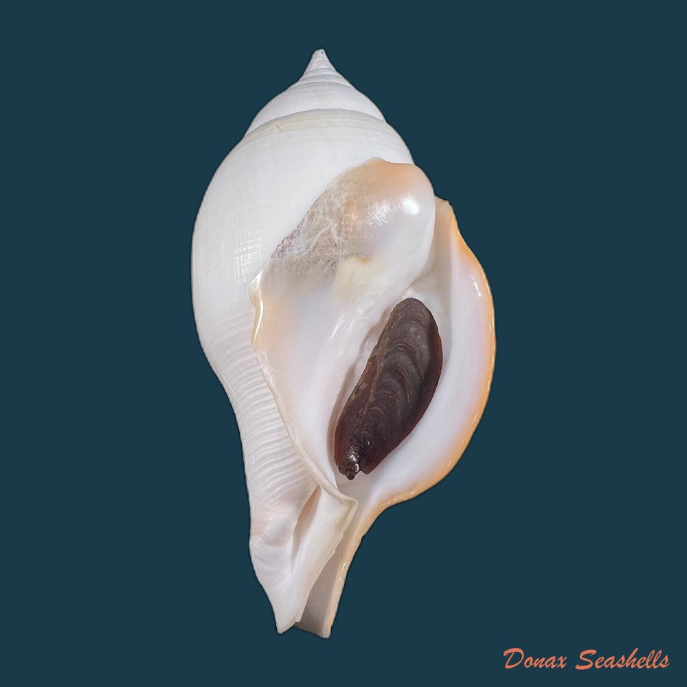 copia-de-turbinella-laevigata-anton-1838-199-2mm