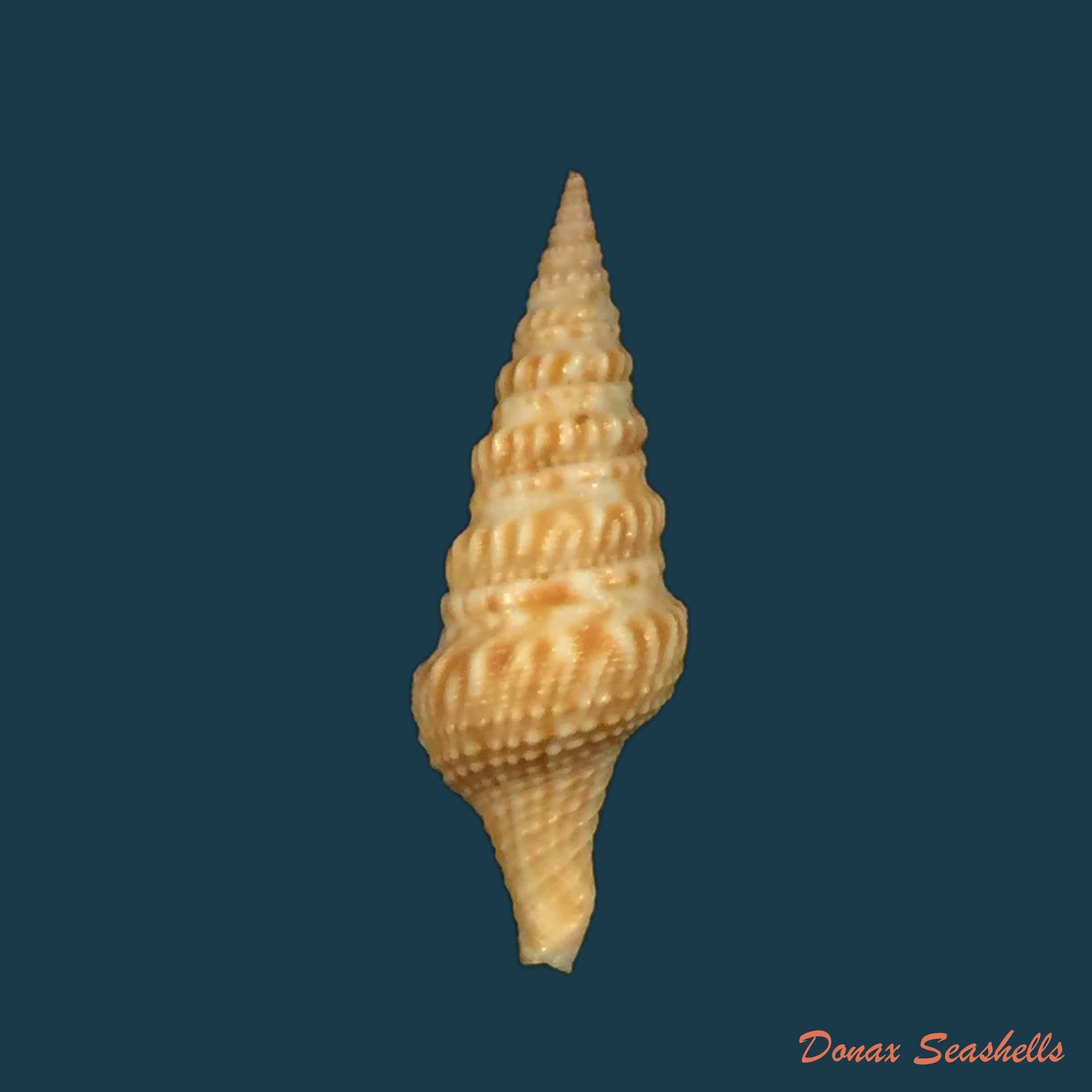 copia-de-turricula-nelliae-spuria-hedley-1922-32-6mm