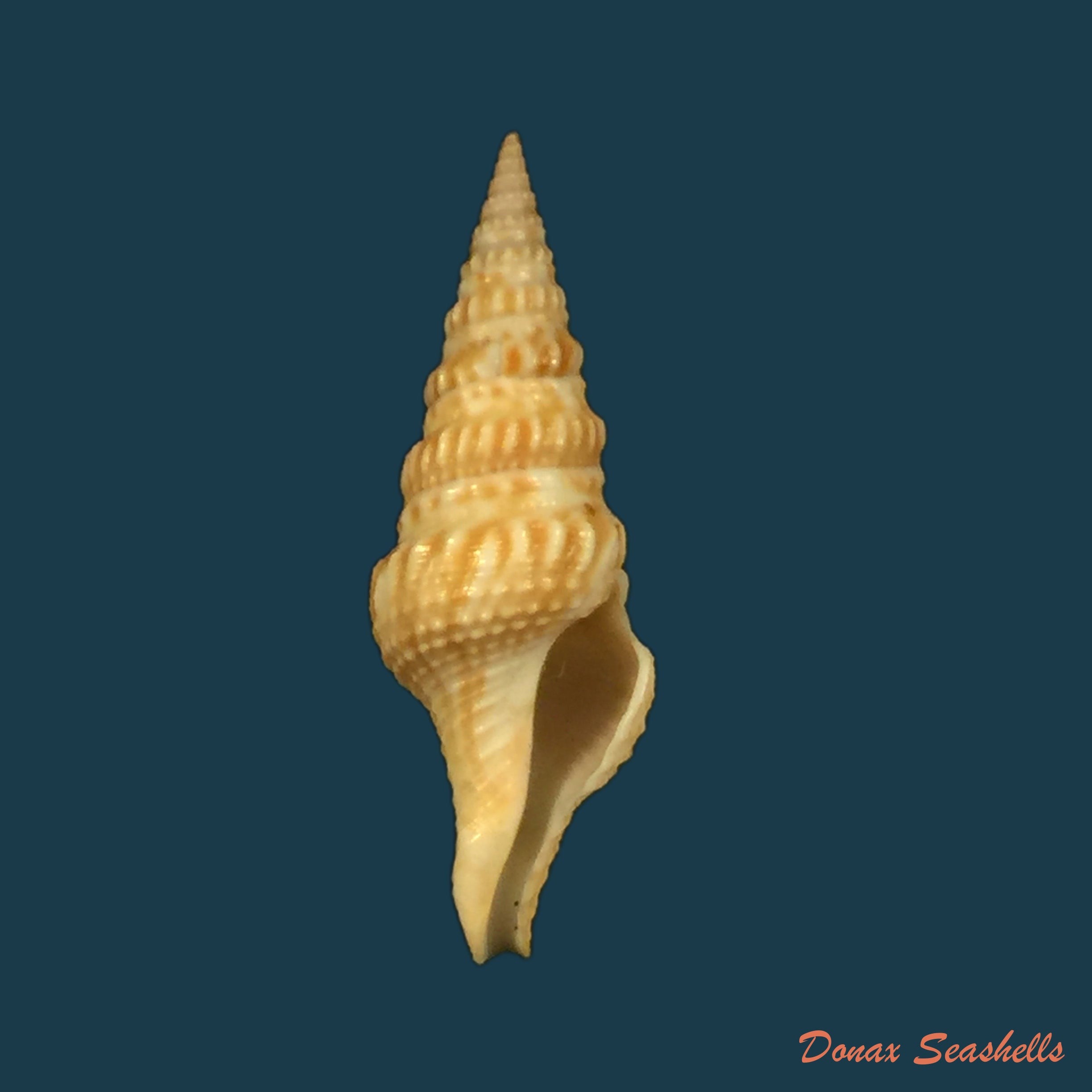 copia-de-turricula-nelliae-spuria-hedley-1922-32-6mm
