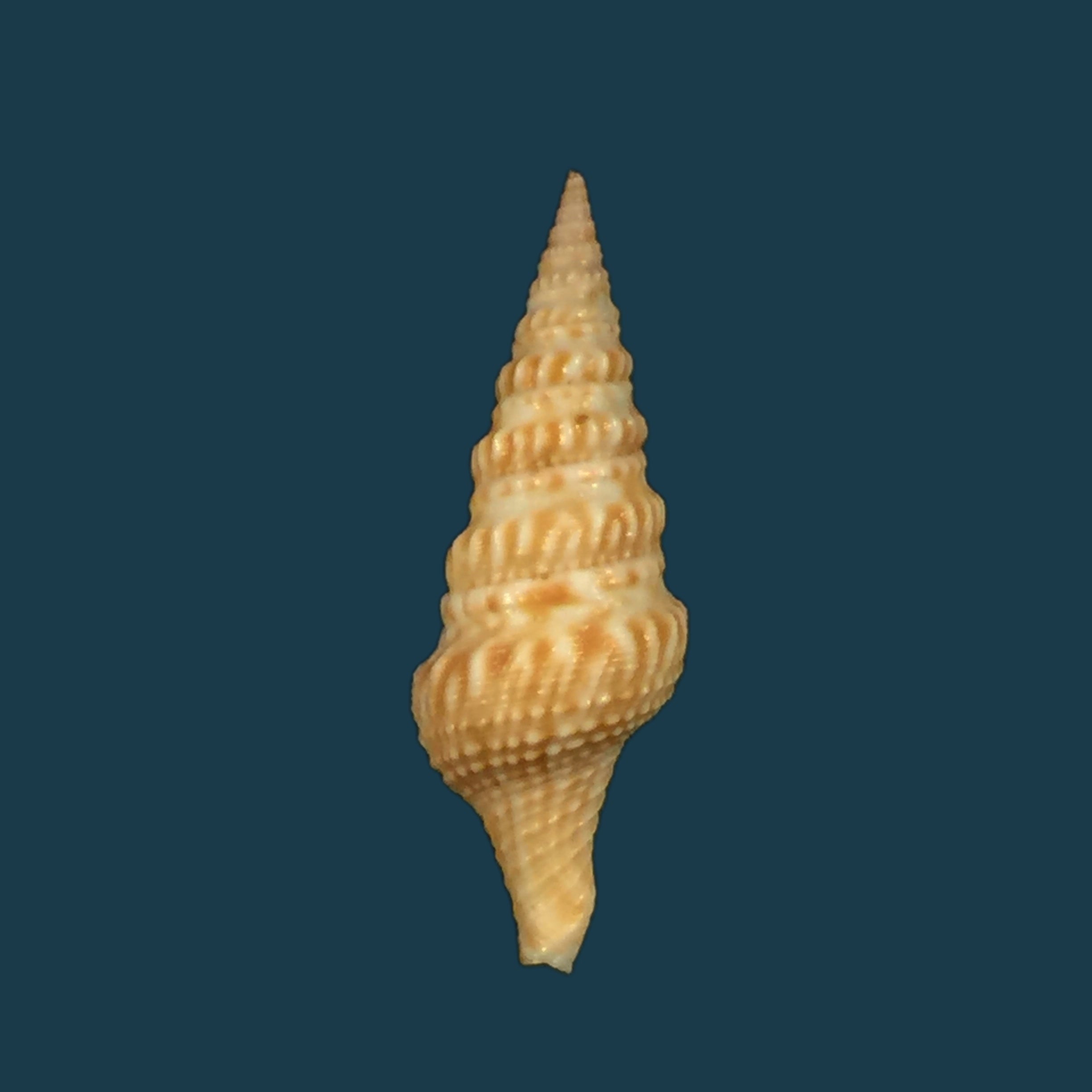 Turricula neliae spia (Hedley, 1922) - 35,8mm