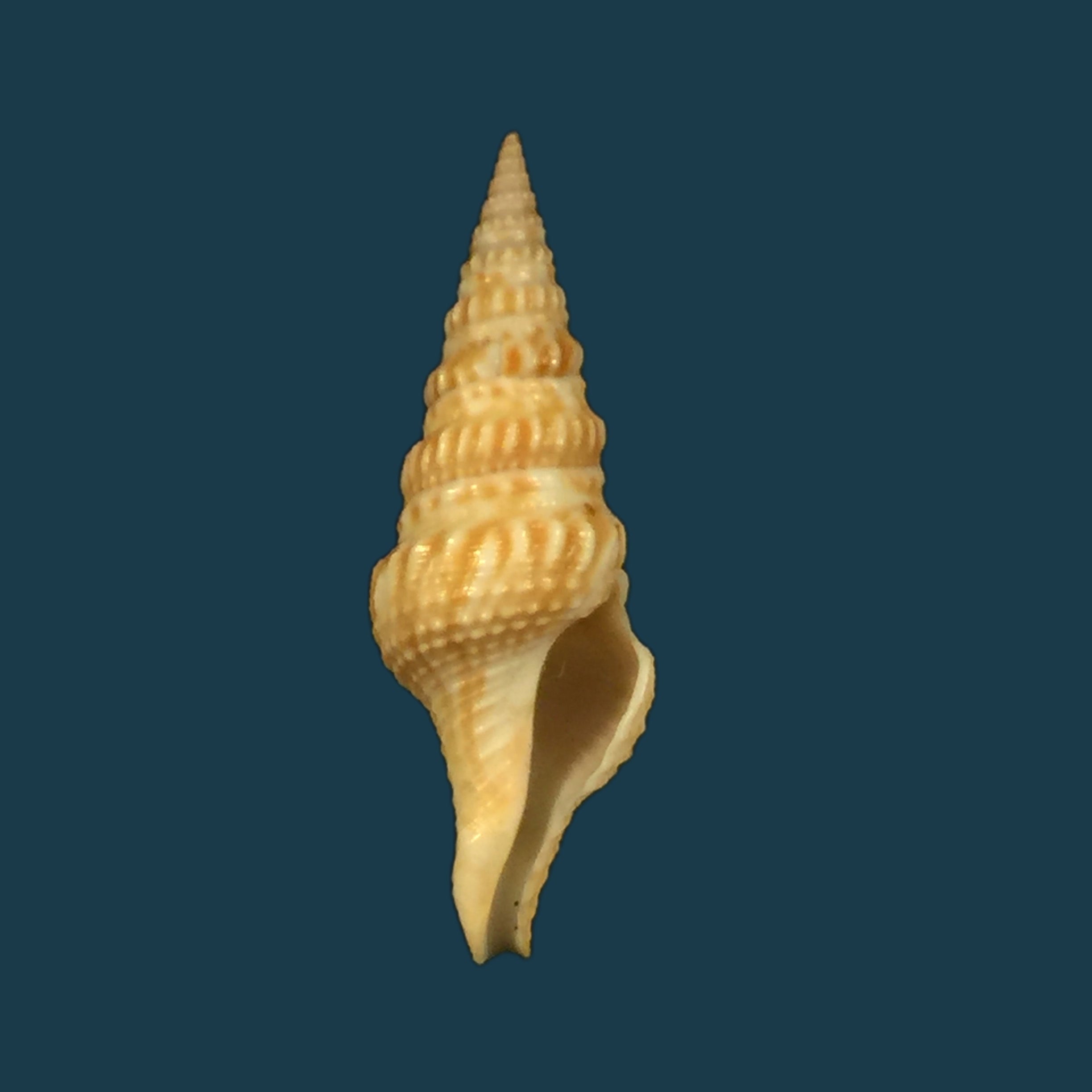 Turricula neliae spia (Hedley, 1922) - 35,8mm
