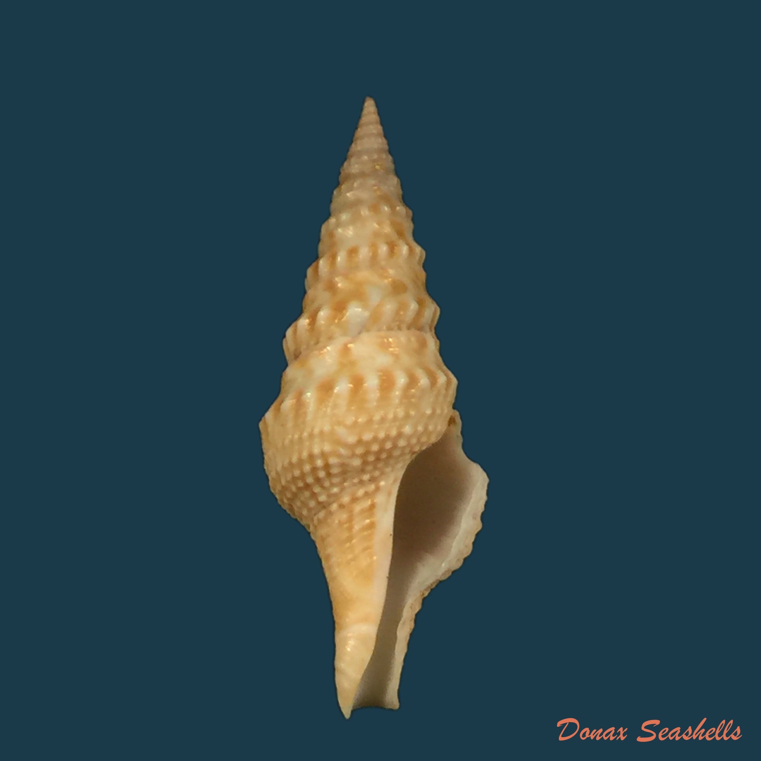 copia-de-turricula-nelliae-spuria-hedley-1922-33-2mm